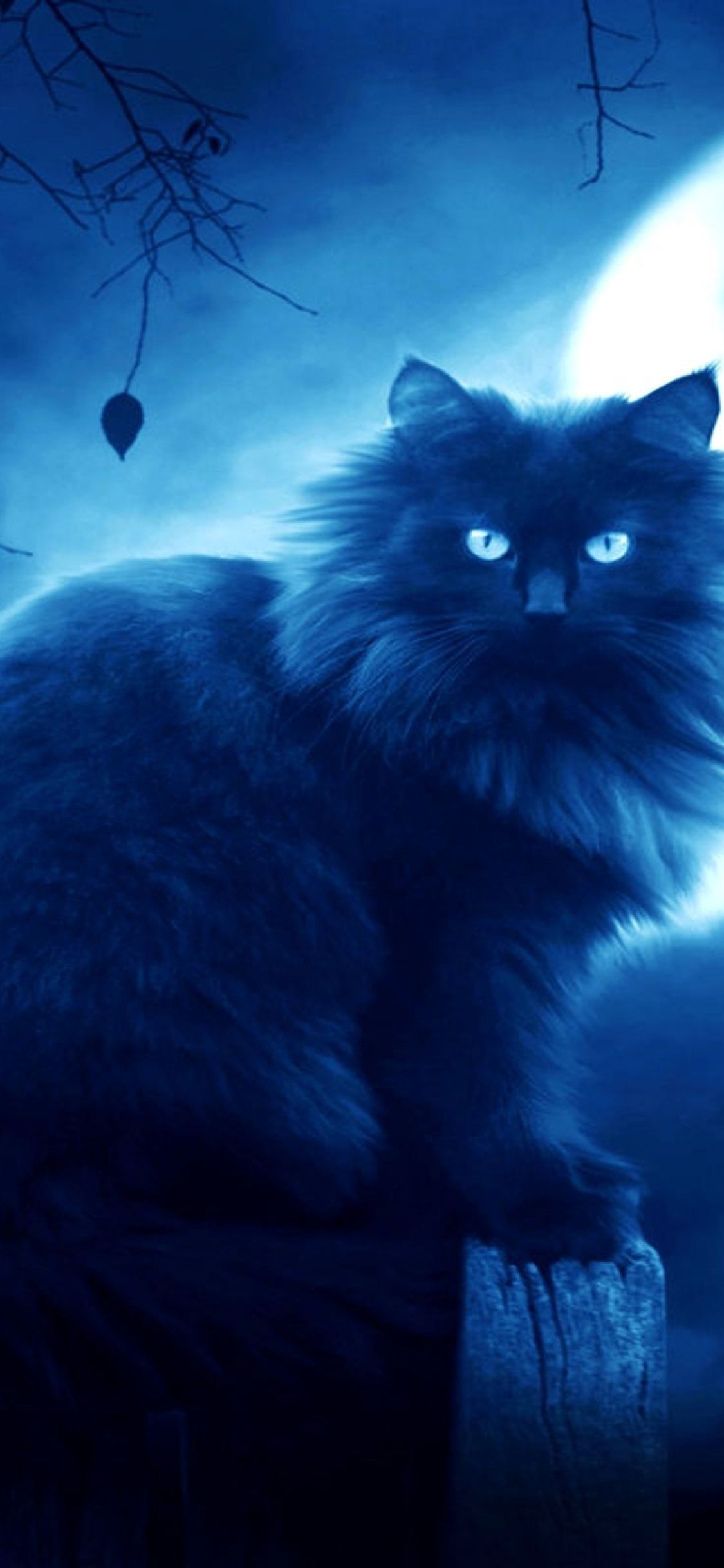 Silhouette gatto nero cielo blu, 1920x1200 WUXGA, Laptop