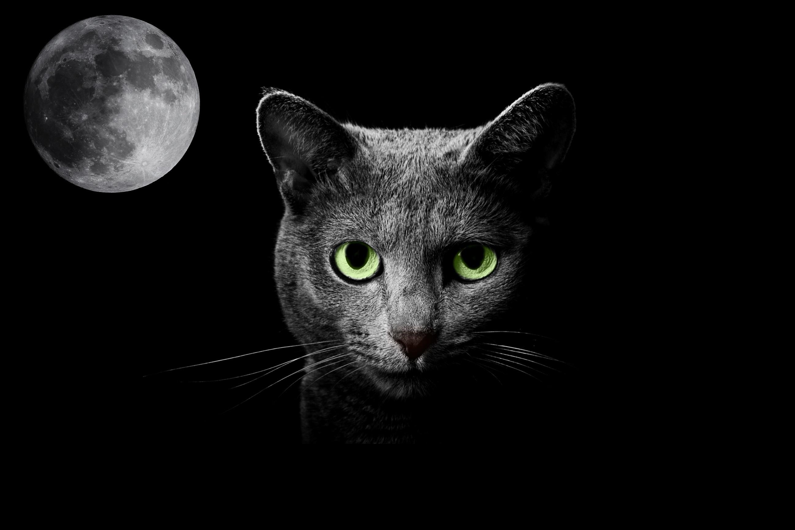 Gatto nero Luna Sailor Moon, anime magico, 750x1334 Full HD Verticale, iPhone