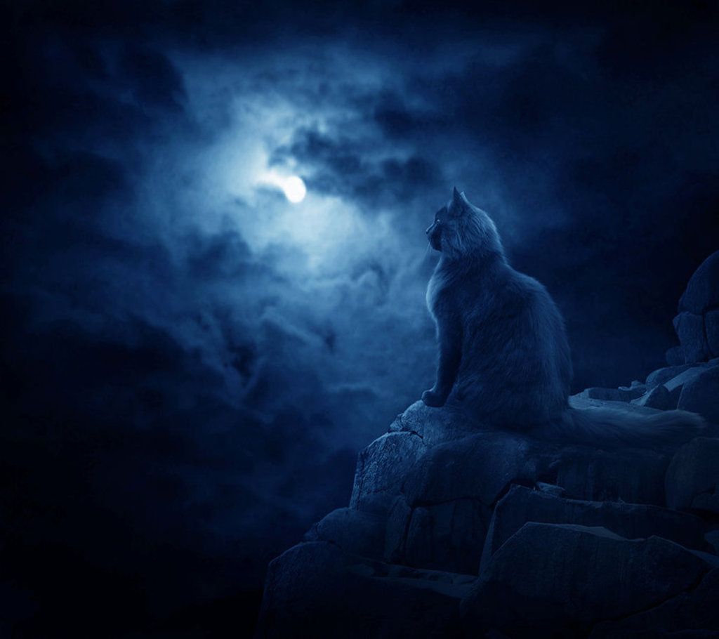 Gatto nero silhouette sotto luna, 1024x910 HD, PC Desktop