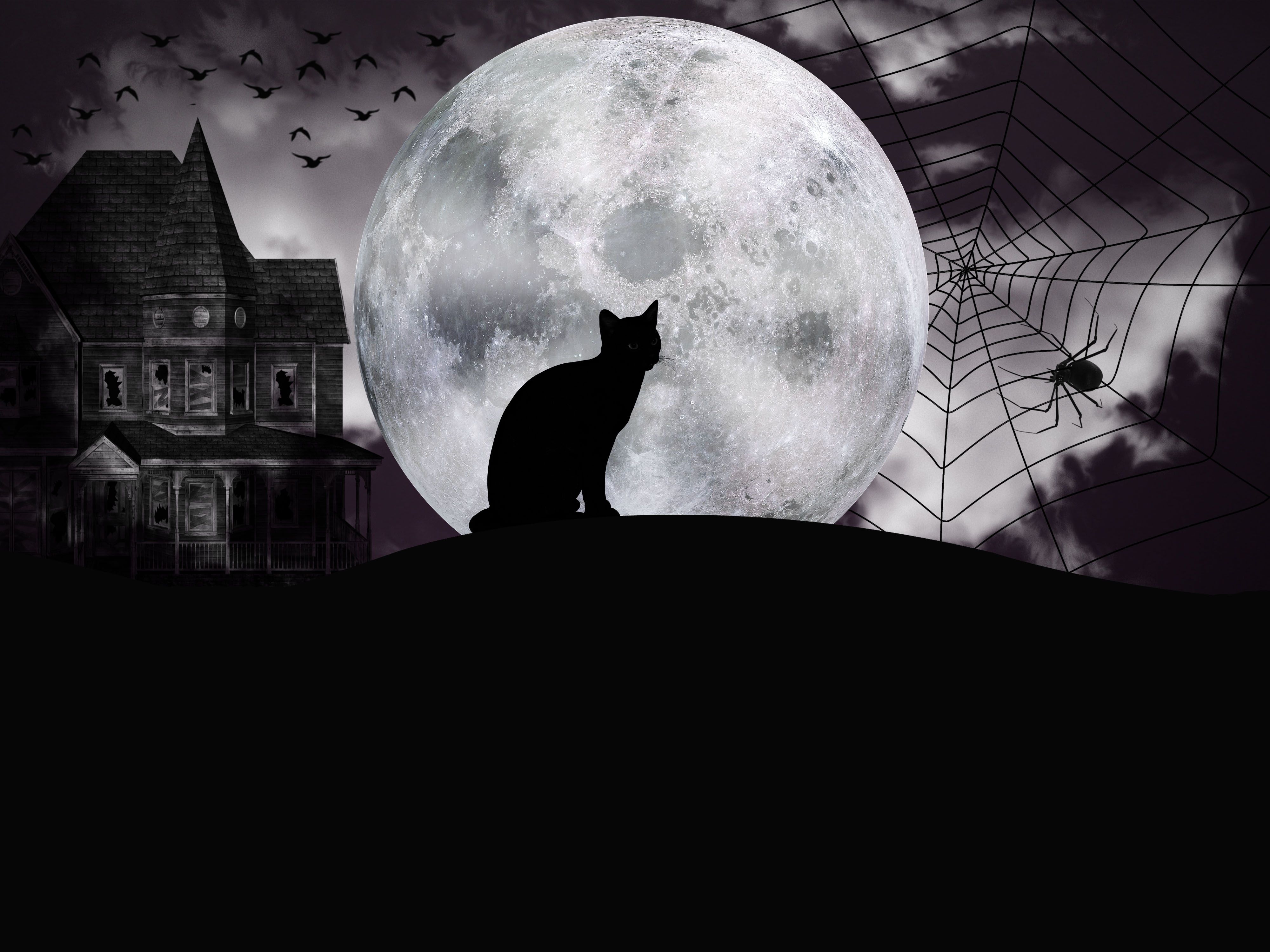 Gatto nero con luna, 1680x1050 HD Ready, Desktop