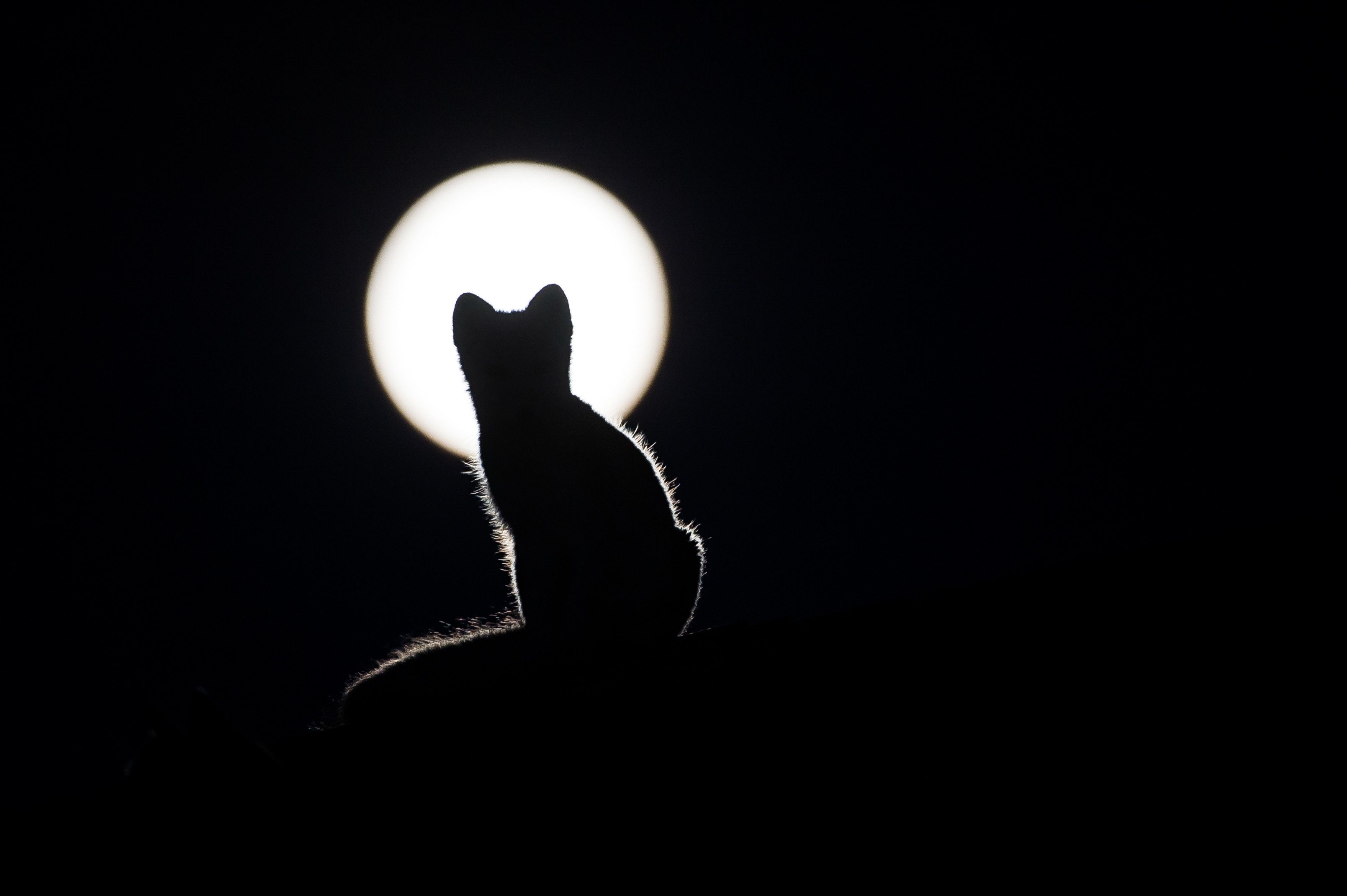 Gatto nero silhouette luna piena, 3218x2142 2K+, Laptop