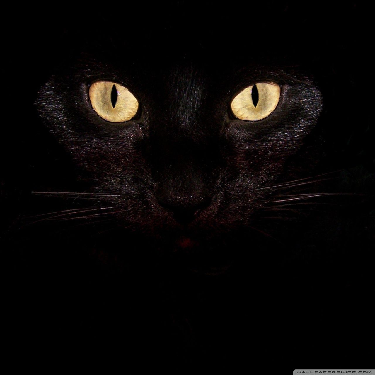 Occhi gatto nero al buio, 1280x1280 720p, Lenovo Legion
