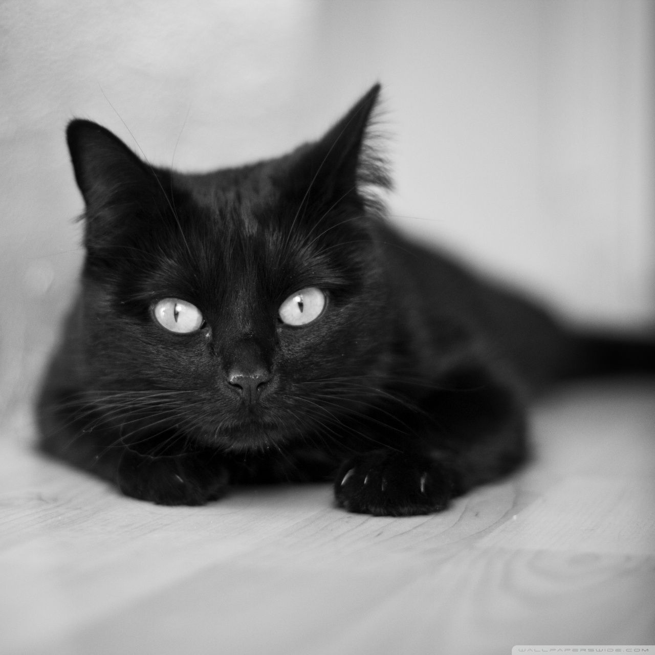 Gatto nero occhi chiari, 1280x1280 720p, PC
