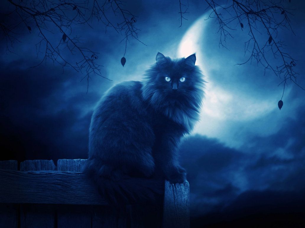 Gatto nero seduto sotto la luna, 1032x774 HD, PC