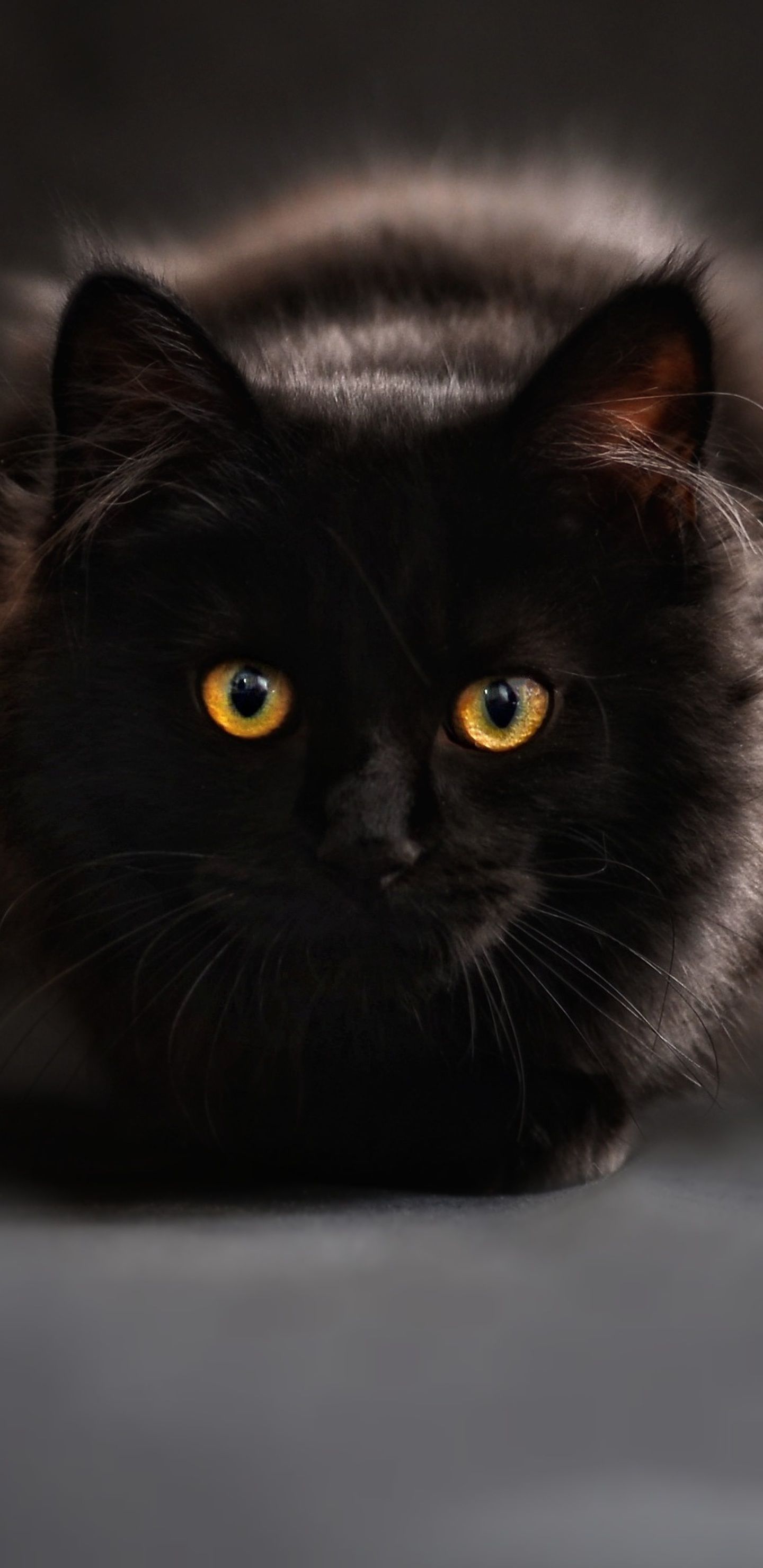 Gatto nero occhi gialli, 1440x2960 Full HD Verticale, Galaxy S
