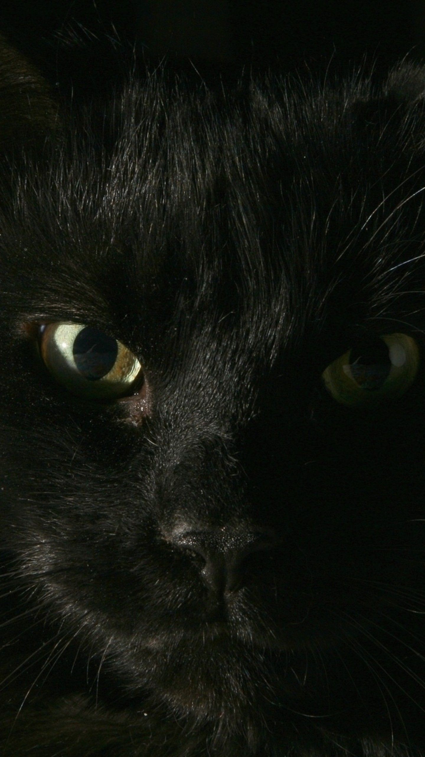 Gatto nero sfondo galassia, 736x1512 Verticale, Samsung Galaxy