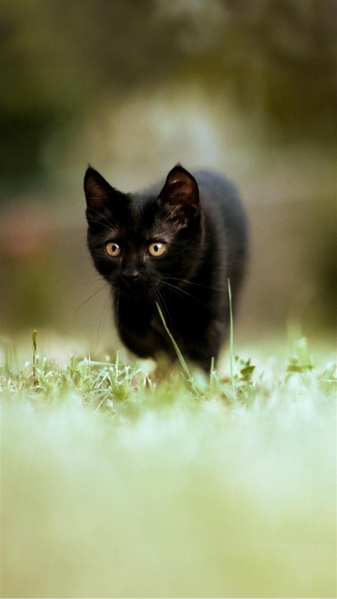 Gattino nero nell'erba, 1080x1920 Full HD Verticale, Galaxy Z
