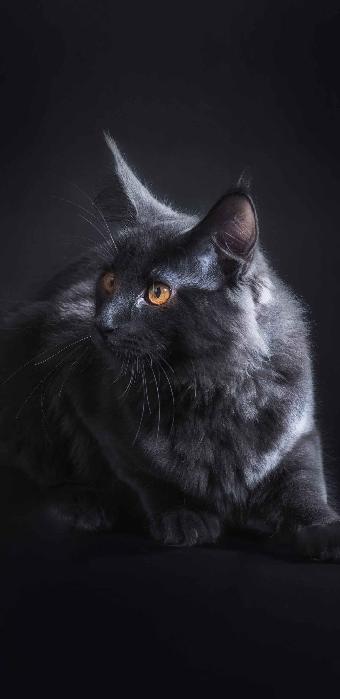 Gattino bianco e arancione, 720x1280 Full HD Verticale, Smartphone