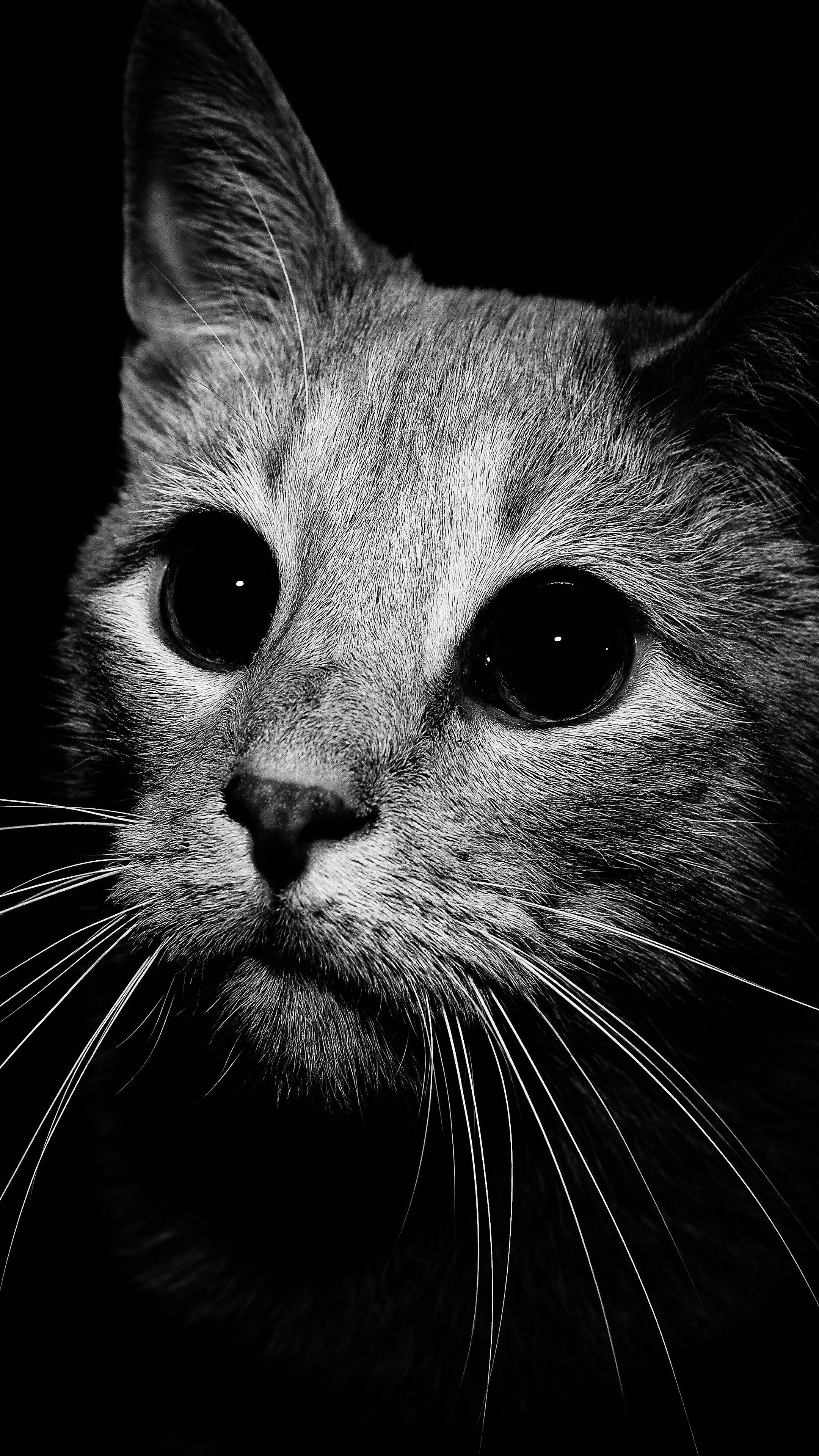 Gatto nero nell'erba, 720x1280 Full HD Verticale, Galaxy S