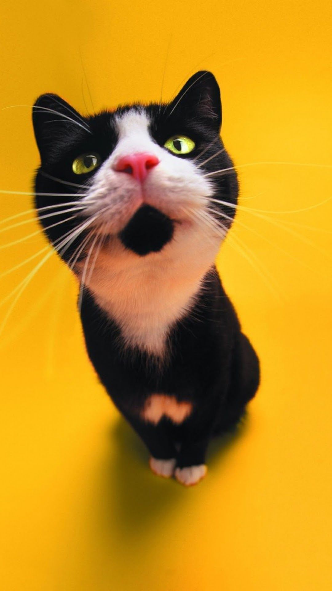 Gatto bianco e nero sfondo giallo, 1080x1920 Full HD Verticale, Galaxy A