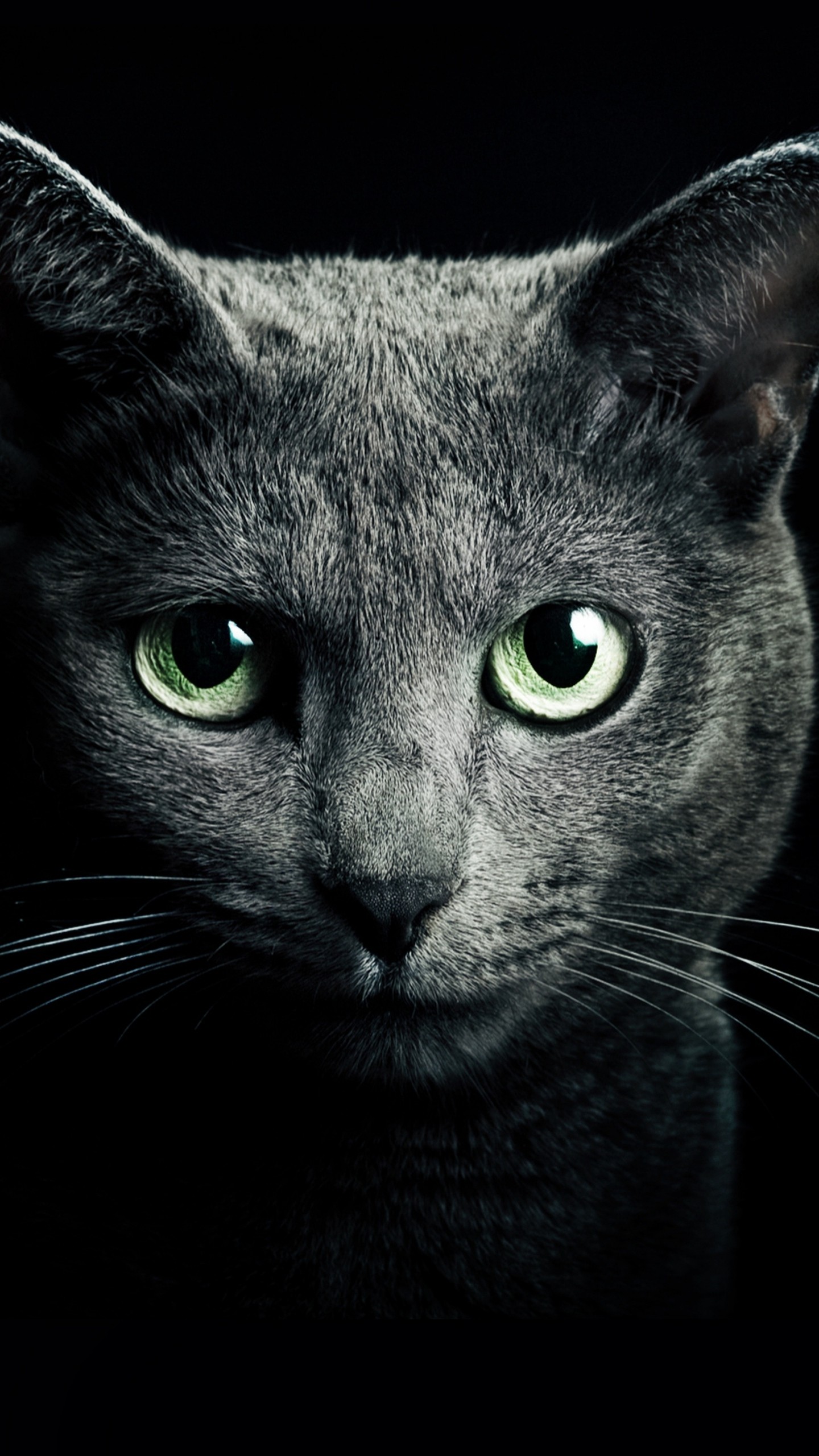 Gatto nero occhi verdi, 1440x2560 Verticale, Galaxy Ultra
