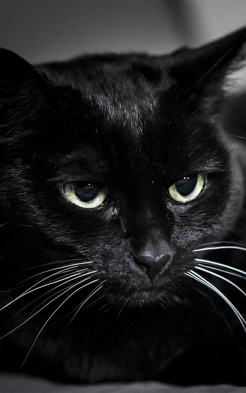 Gatto nero silhouette blu scuro, 1280x800 HD, Desktop