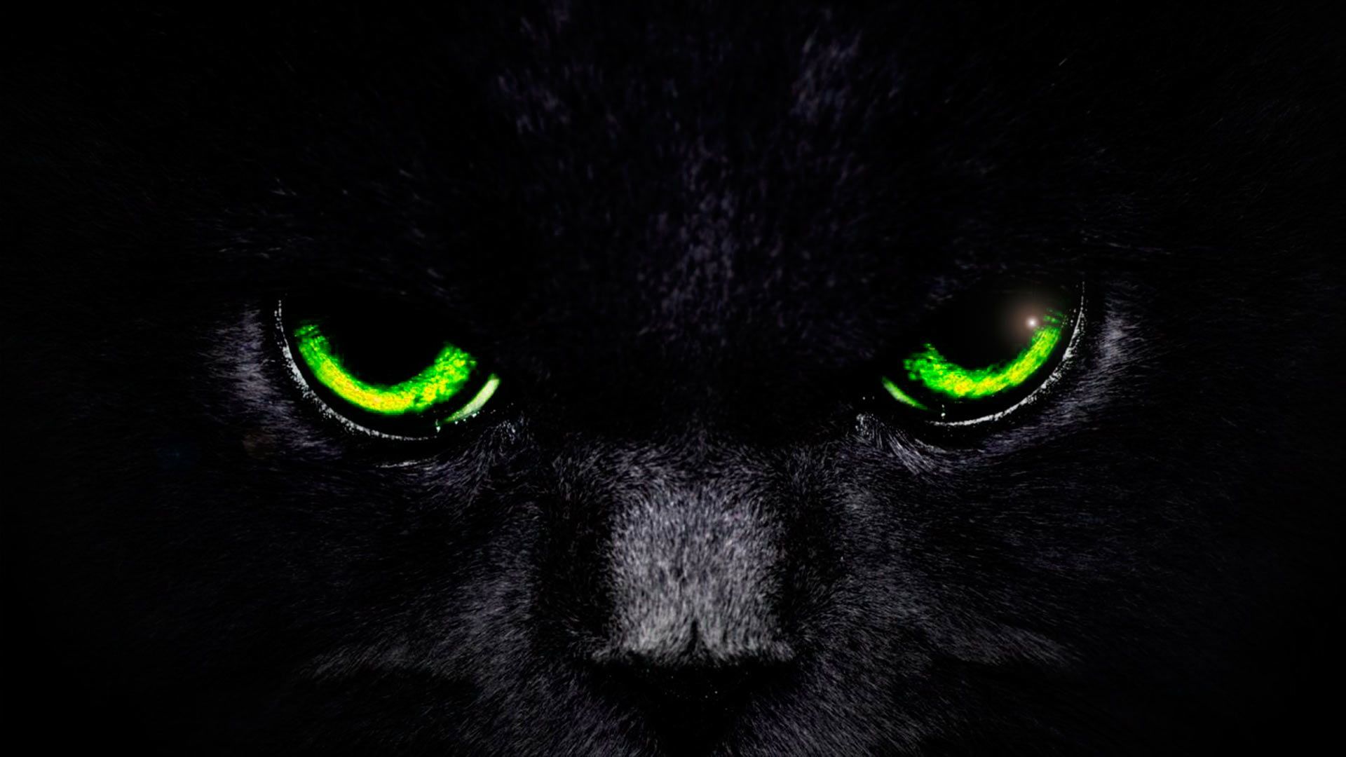Gatto nero primo piano, 800x1280 Full HD Verticale, Galaxy Z