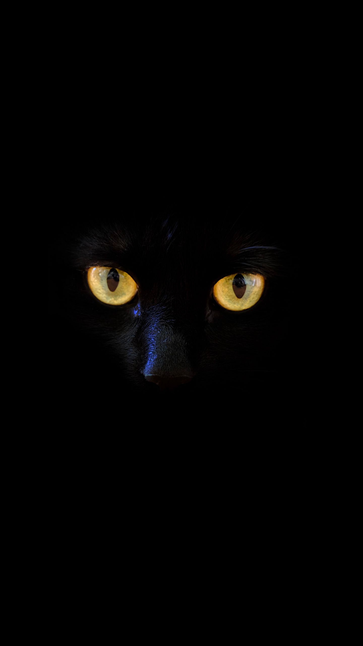 Gatto nero occhi gialli, 1440x2560 Verticale, Galaxy Ultra