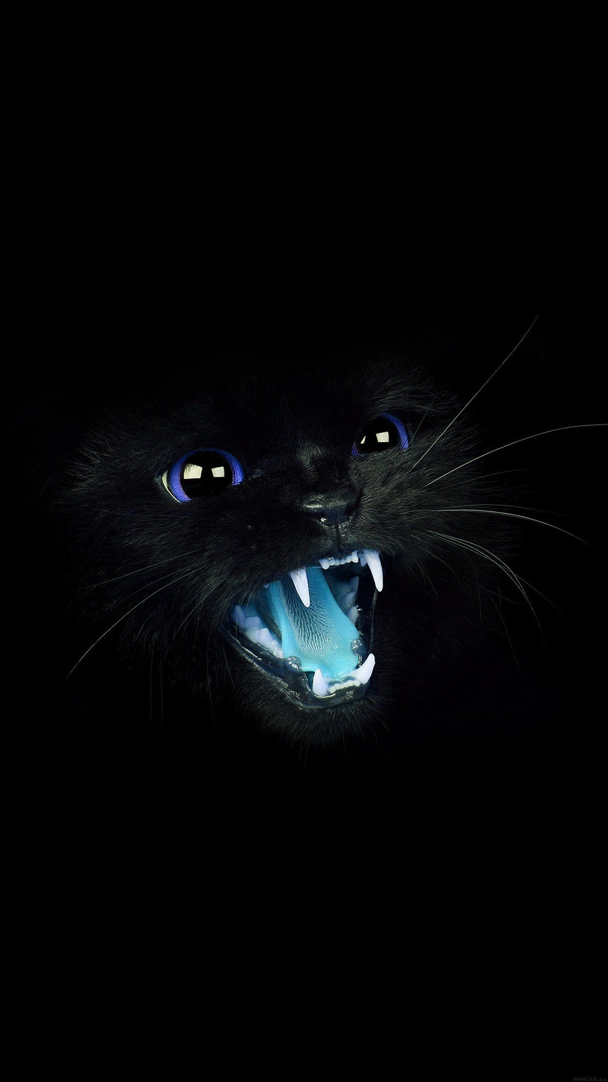 Gatto grigio bianco e nero, 1080x1920 Full HD Verticale, Galaxy A
