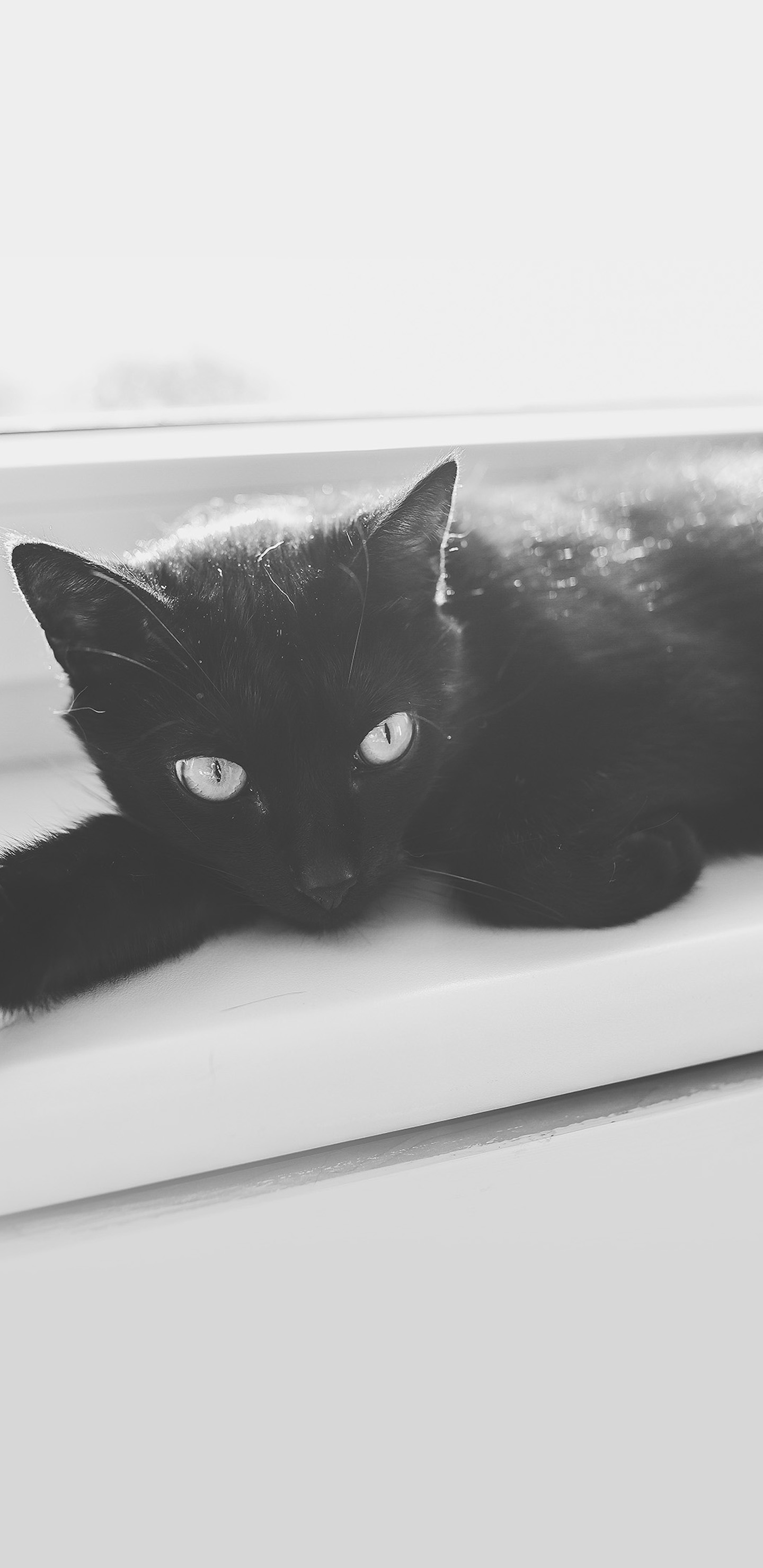 Gatto nero nell'oscurità, 1600x1200 HD Ready, PC