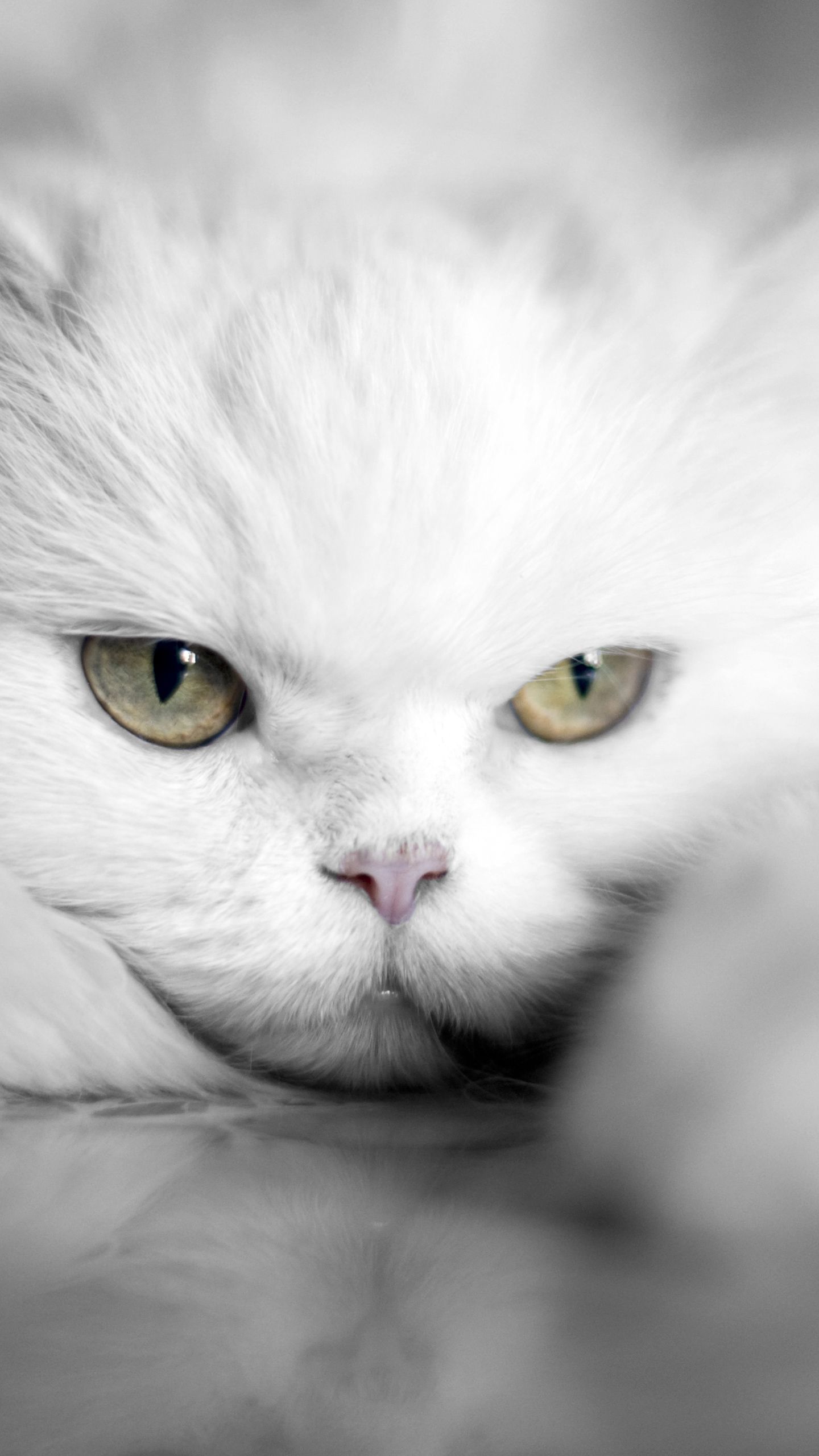 Gatto peloso bianco e nero, 1440x1280 HD, ROG Asus Laptop