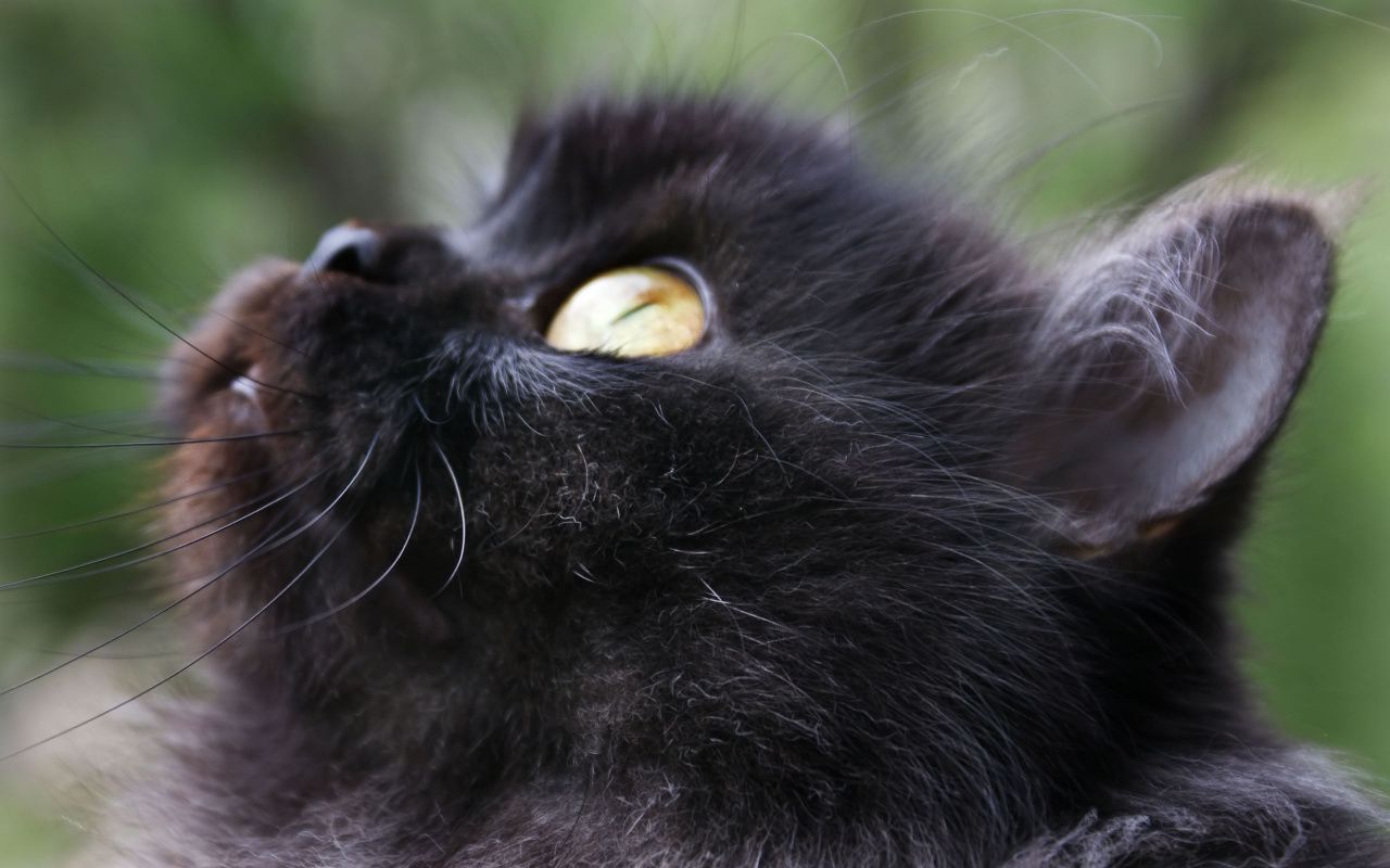 Gatto nero con bolle, 900x1600 Full HD Verticale, Galaxy Z