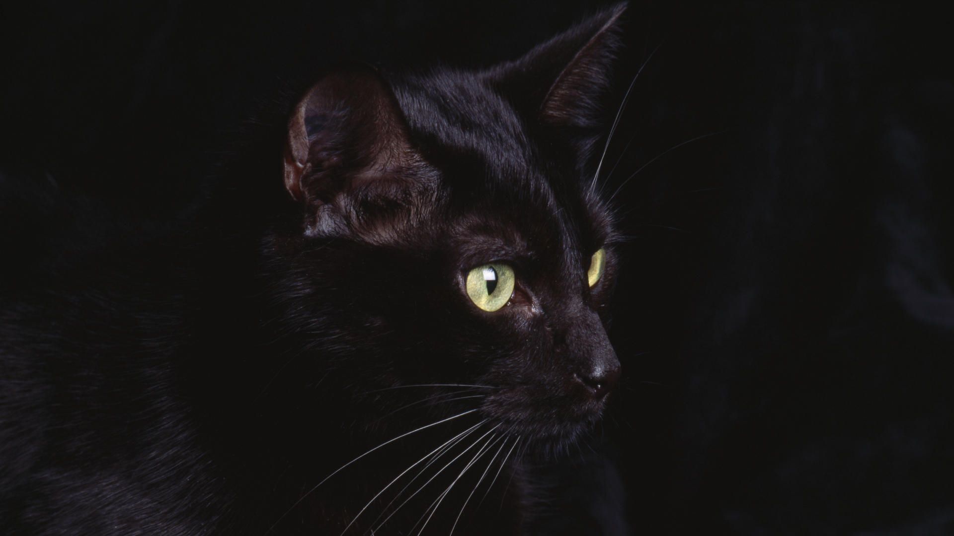 Gatto grigio con occhiali colorati, 1920x1200 WUXGA, Desktop
