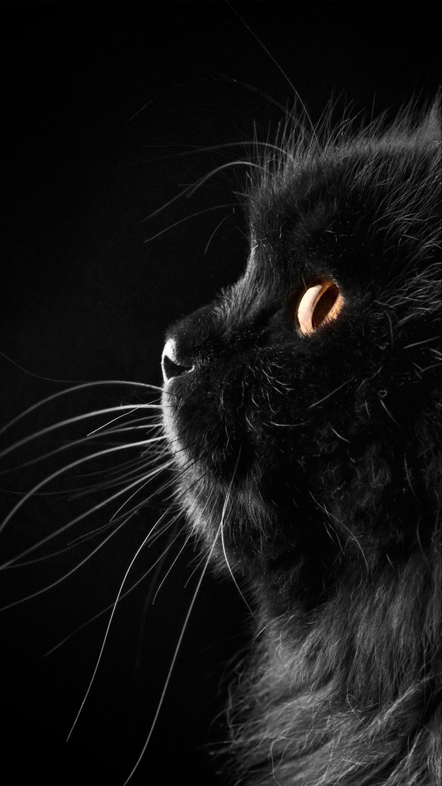 Gatto nero profilo sfondo scuro, 1440x2560 Full HD Verticale, Galaxy A