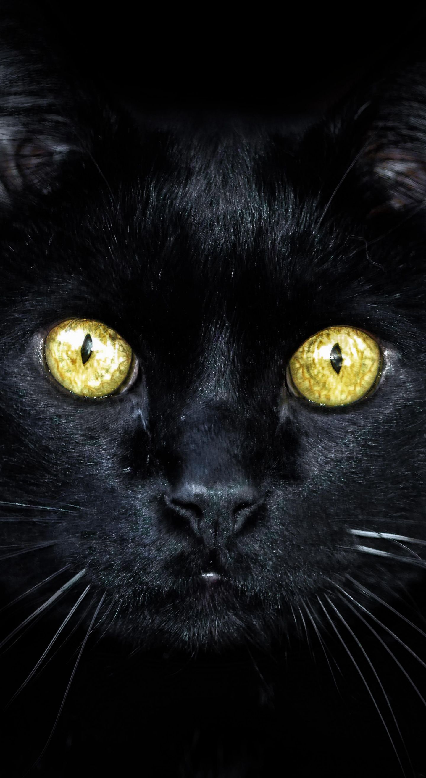 Gatto bianco e nero, 1280x1024 720p, Acer Nitro