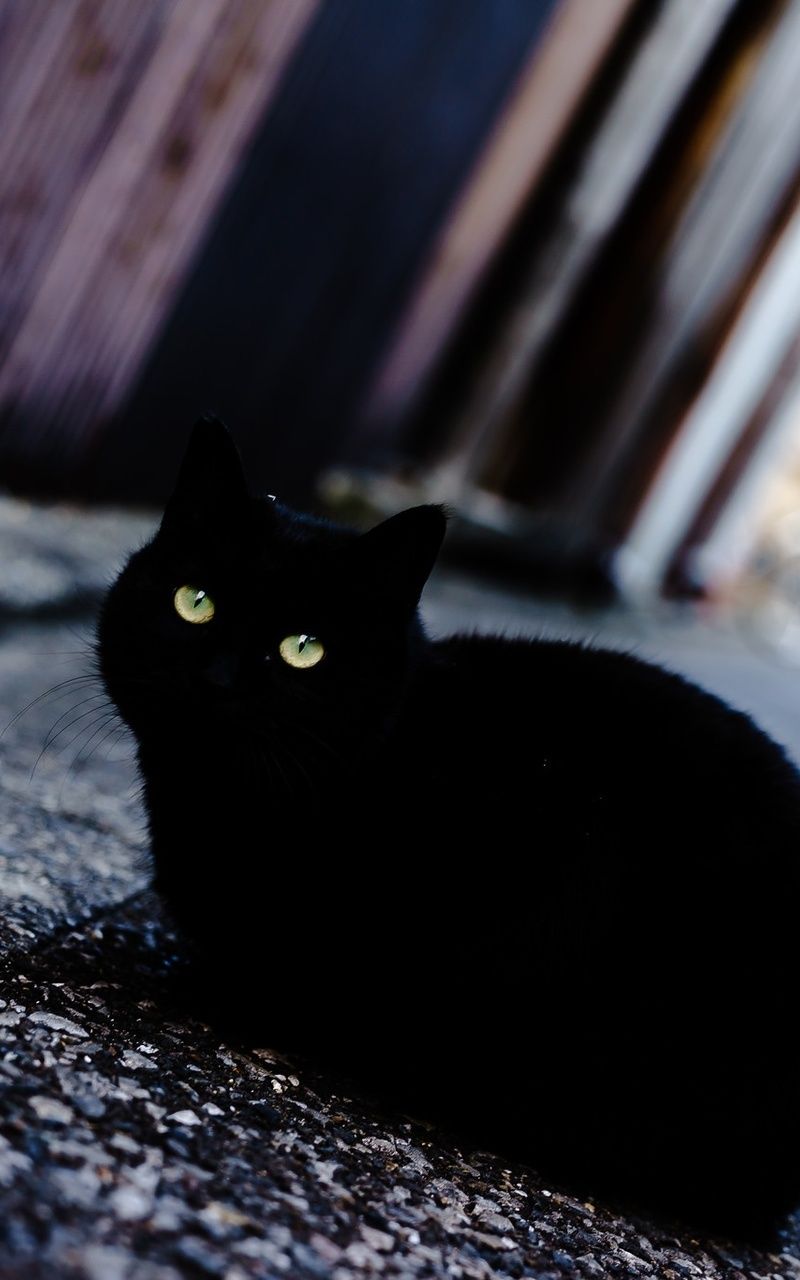 Gatto nero occhi gialli, 1440x2630 Verticale, Galaxy Note