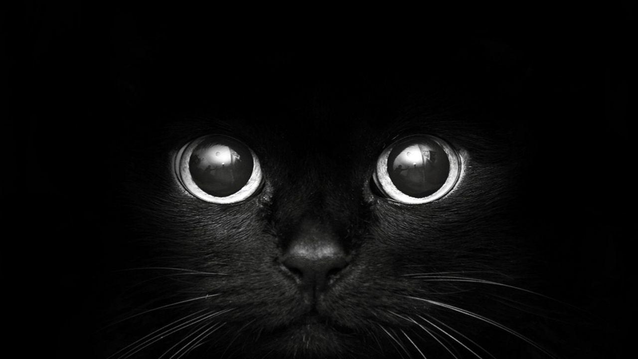 Gatto nero occhi luminosi, 1280x720 720p, Laptop