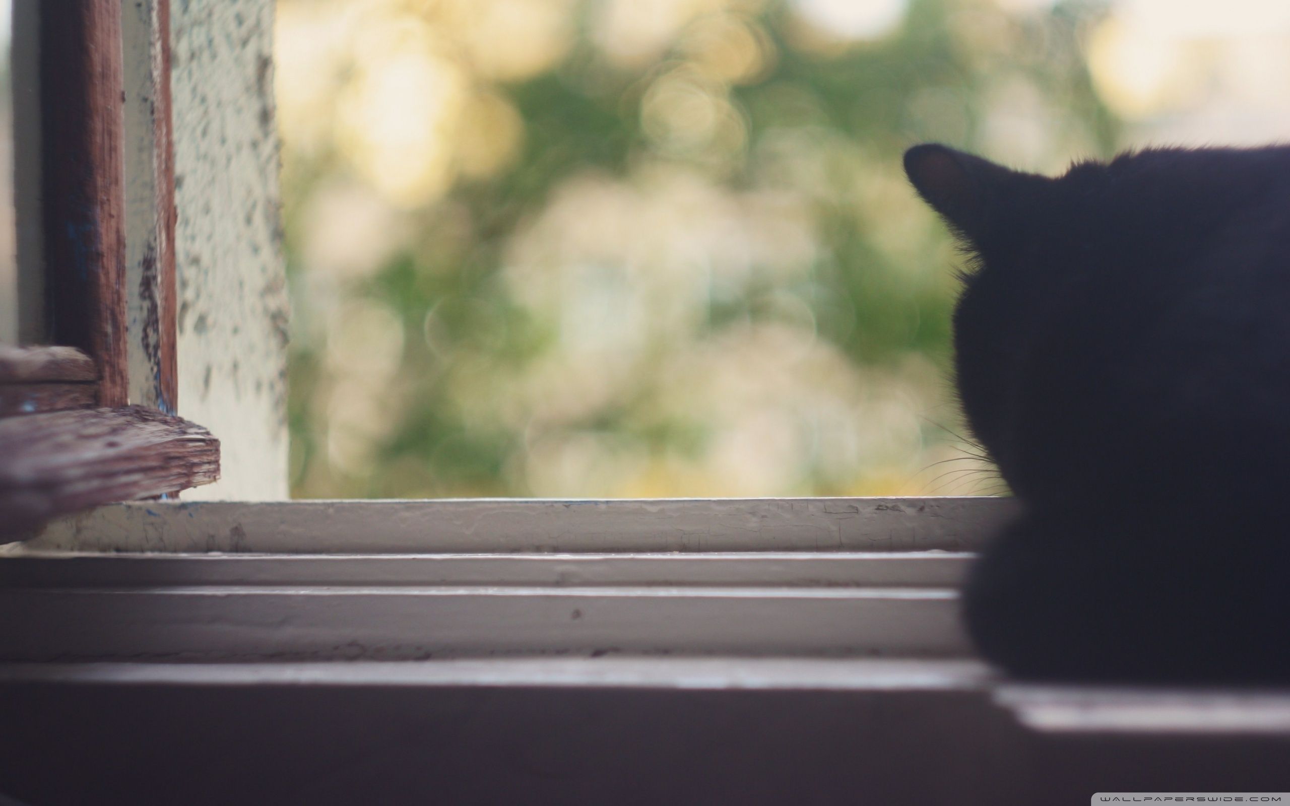 Gatto nero occhi gialli, 800x1280 Full HD Verticale, Galaxy A