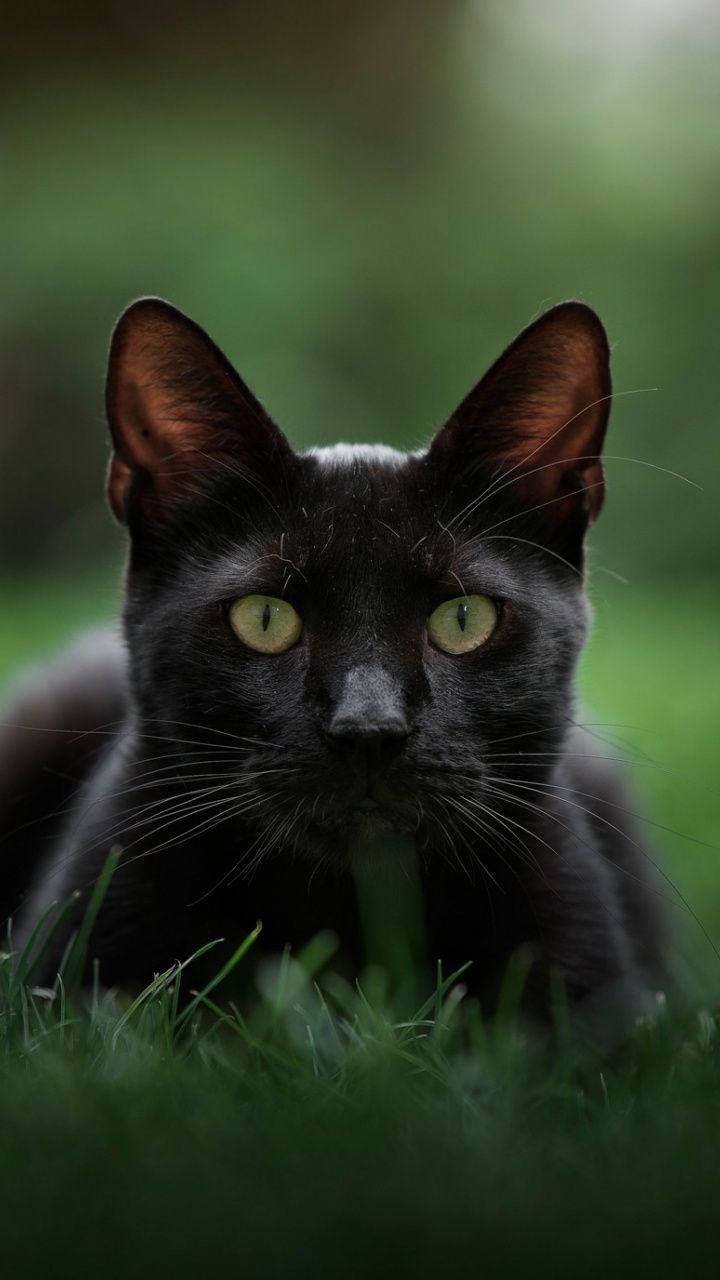 Gatto grigio e bianco primo piano, 2160x1920 alta risoluzione, Desktop