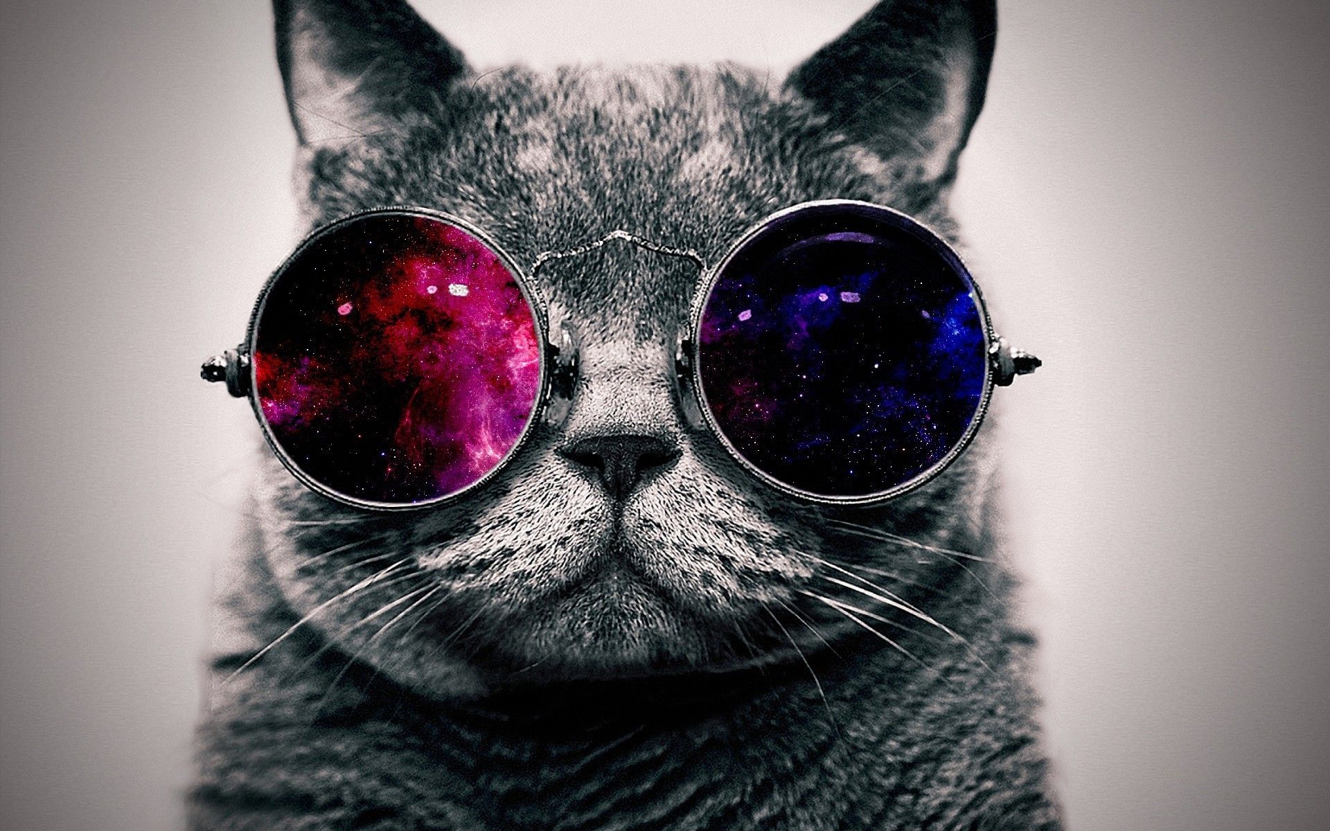 Gatto nero vicino finestra, 2560x1600 WQXGA, MacBook Pro