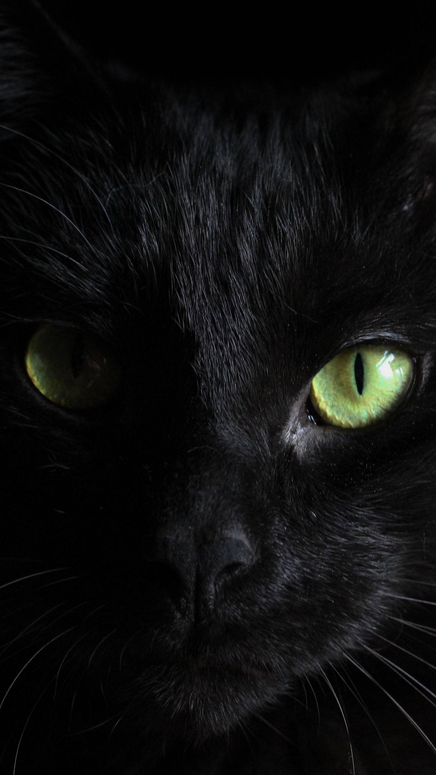 Gatto nero occhi verdi, 1440x2560 Verticale, Samsung Galaxy