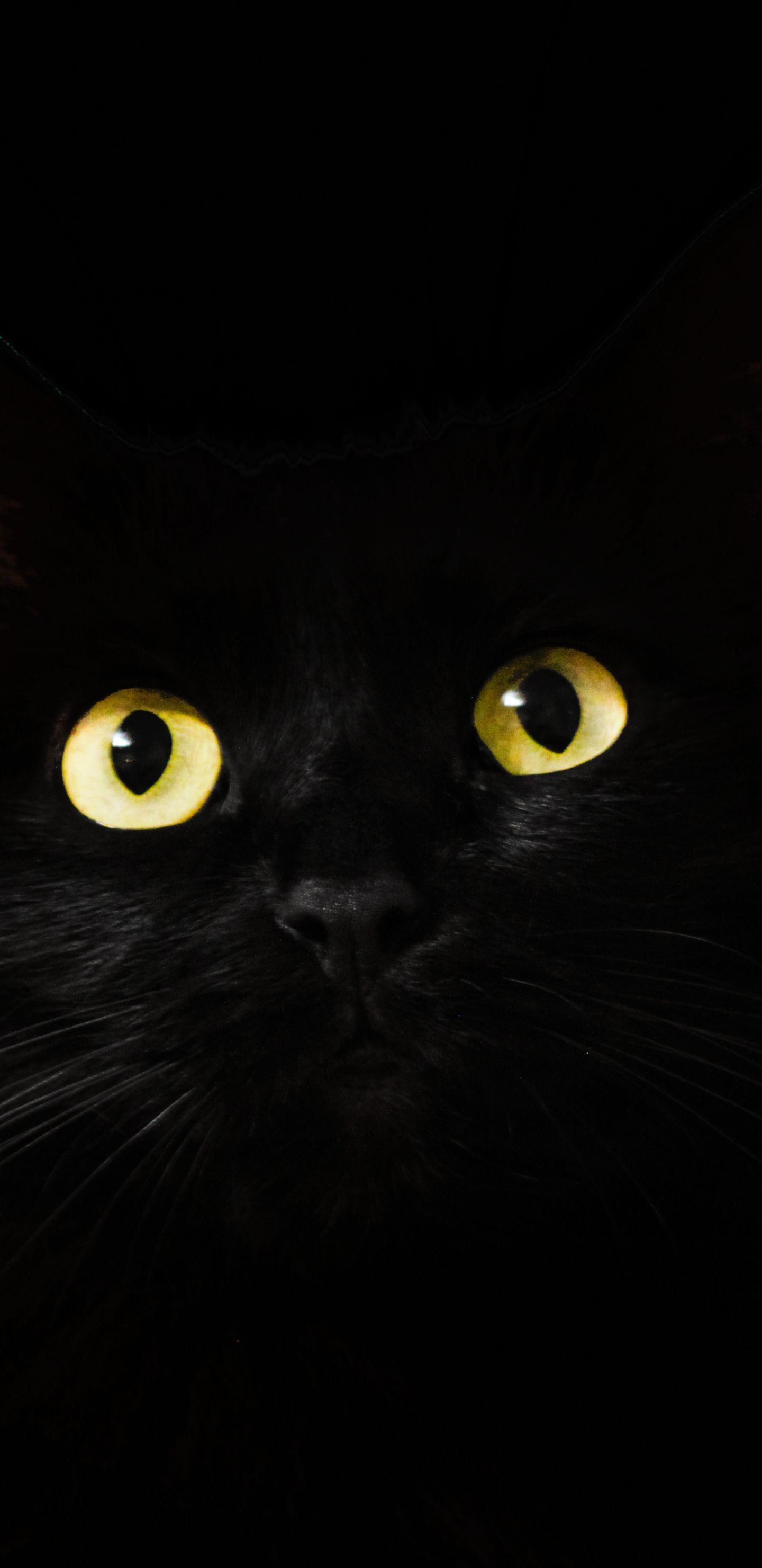 Gatto galassia nebulosa spazio, 1920x1200 WUXGA, PC