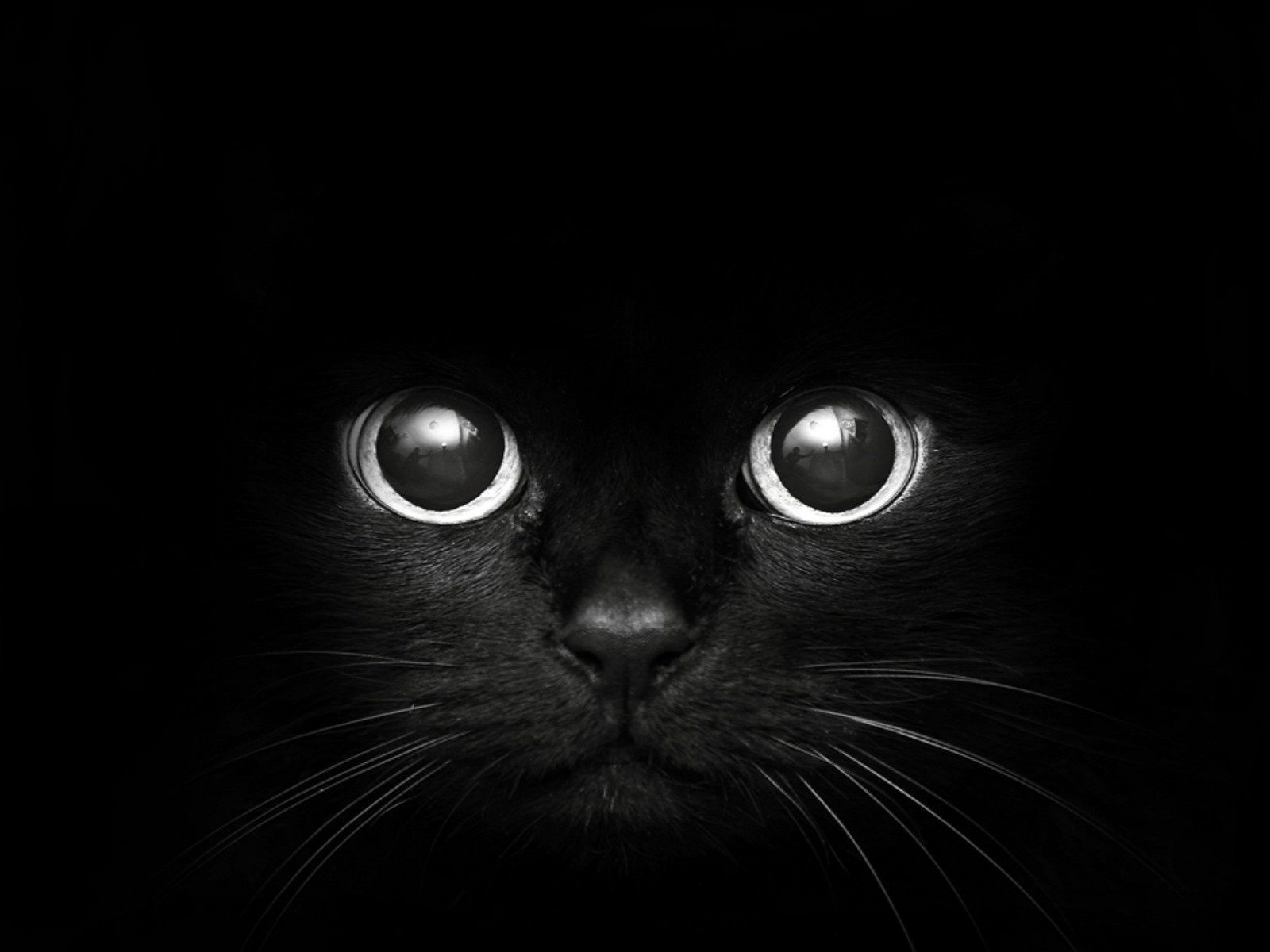 Gatto nero occhi luminosi, 1600x1200 HD, PC