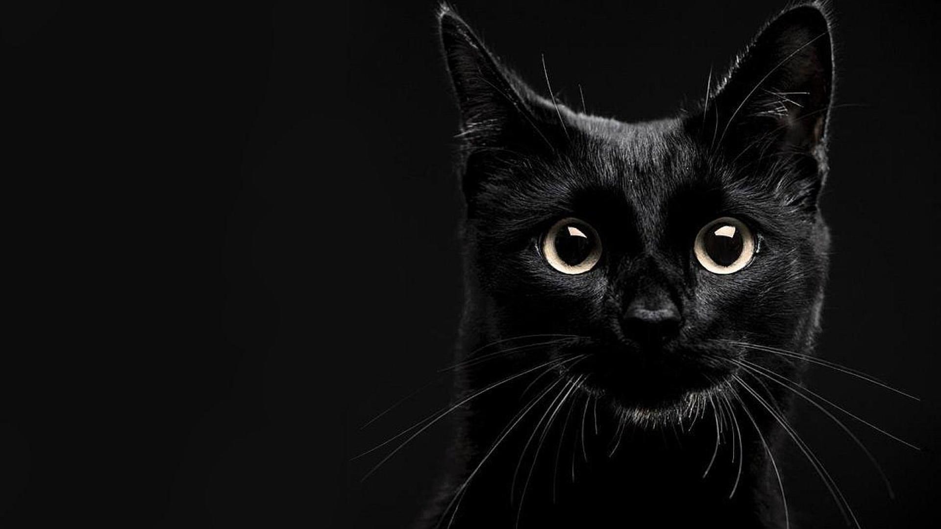 Gatto nero sfondo scuro, 1920x1080 Full HD 1080p, Monitor Gaming
