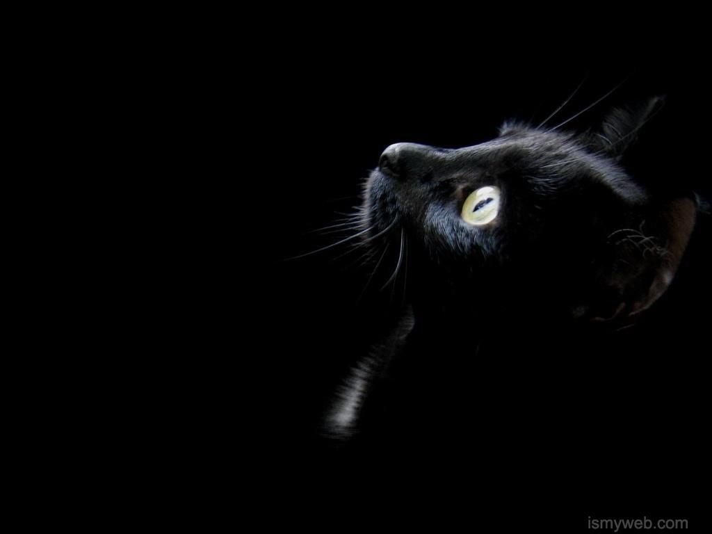 Gatto nero profilo occhio, 1024x768 HD, PC