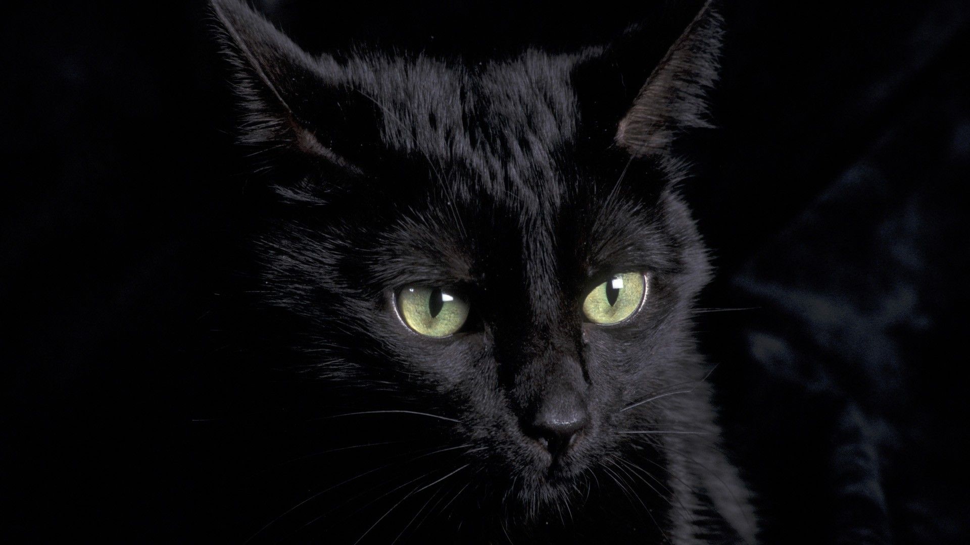 Gatto nero occhi verdi, 1920x1080 Full HD, Monitor Gaming
