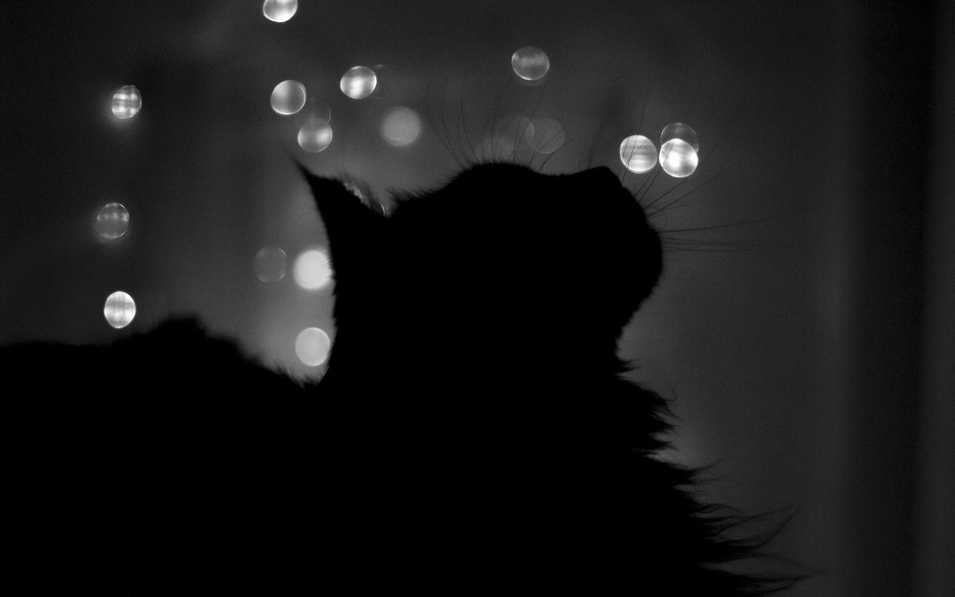 con Gatto Nero per Desktop, 1920x1200 WUXGA, PC Desktop