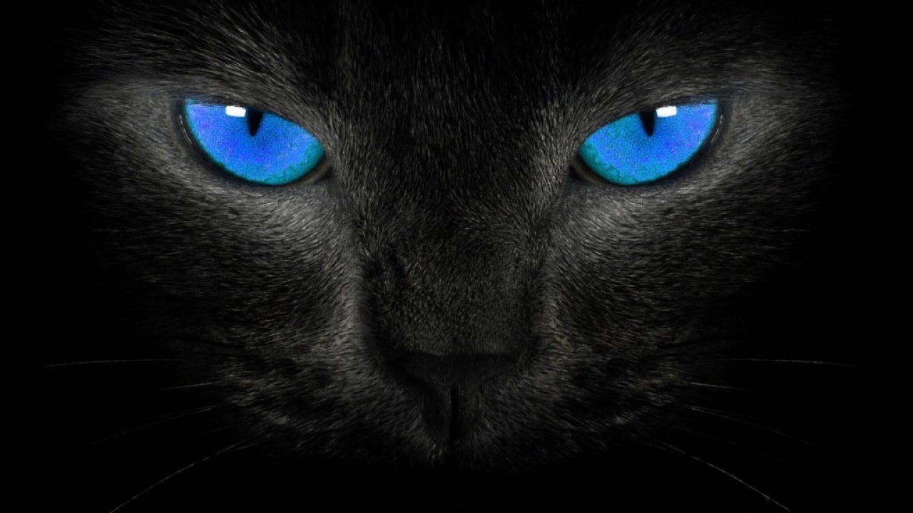 Gatto nero occhi azzurri, 1280x720 720p, PC