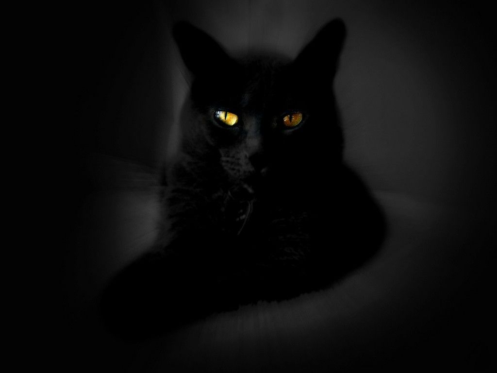 Gatto nero occhi gialli, 1024x768 HD, Desktop
