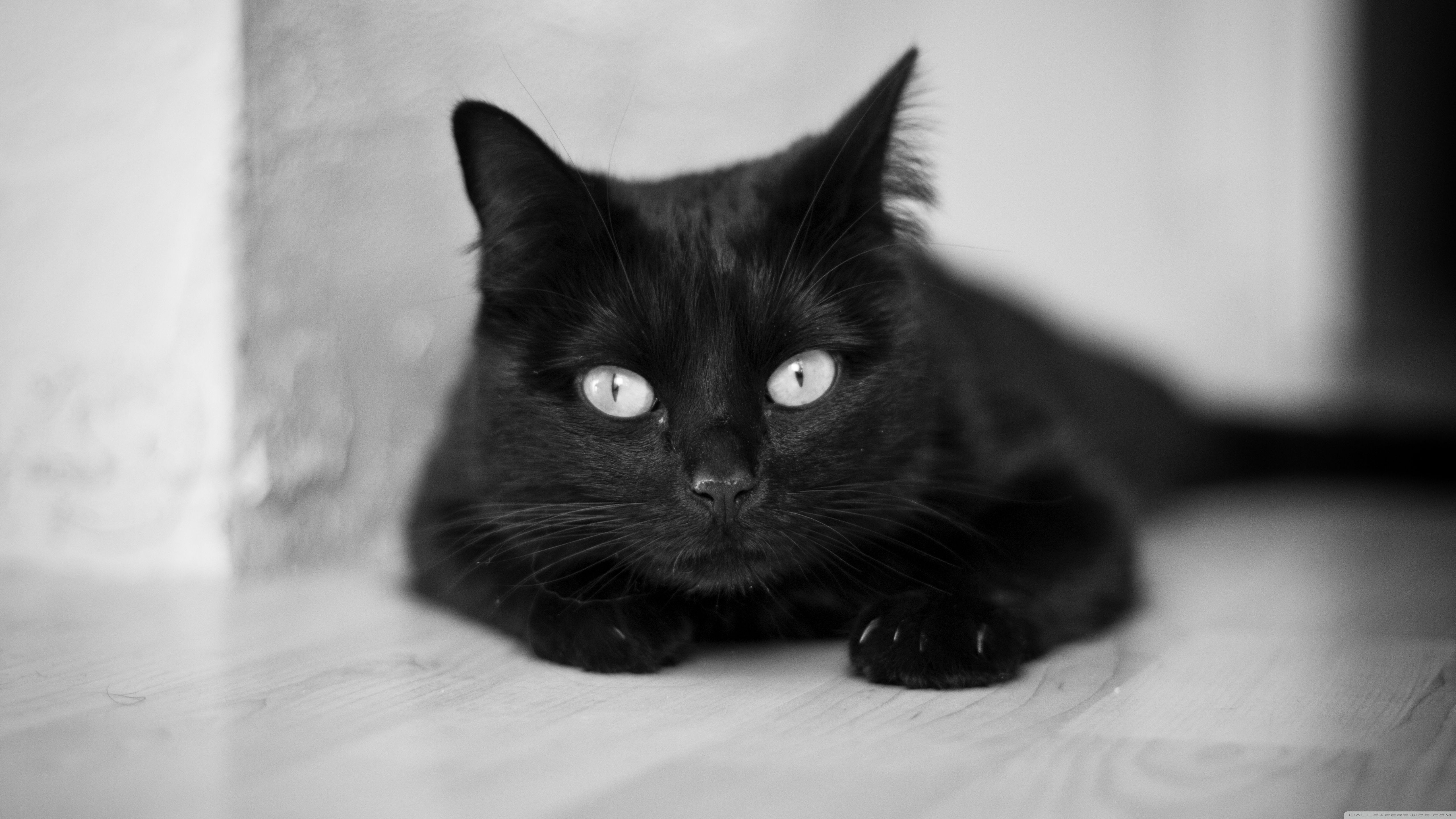 Gatto nero bianco e nero, 5120x2880 4K Ultra HD, Desktop
