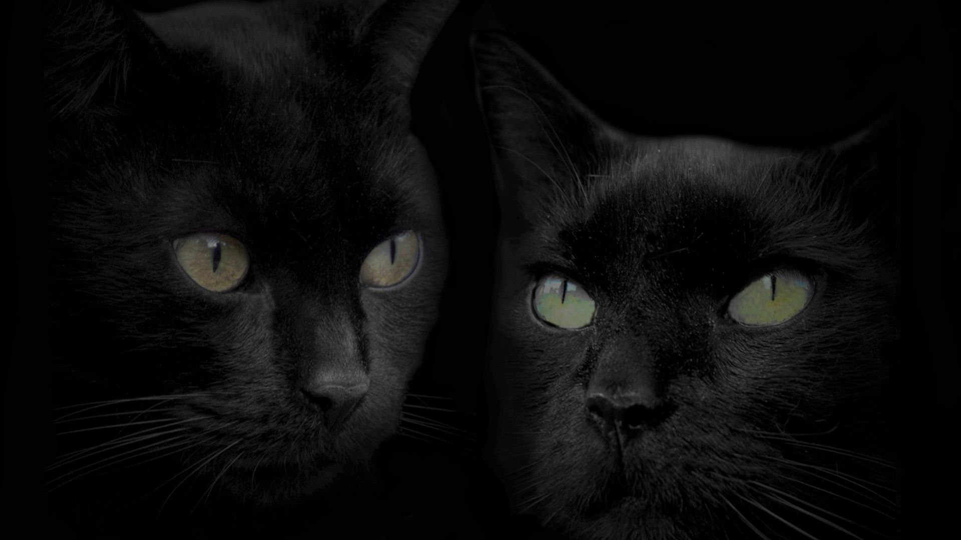 Due gatti neri nel buio, 1920x1080 1080p, Monitor Gaming