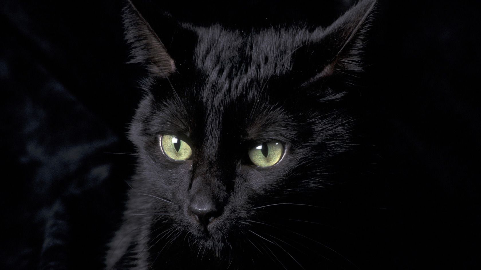 Gatto nero occhi verdi, 1680x945 900p, Monitor Gaming