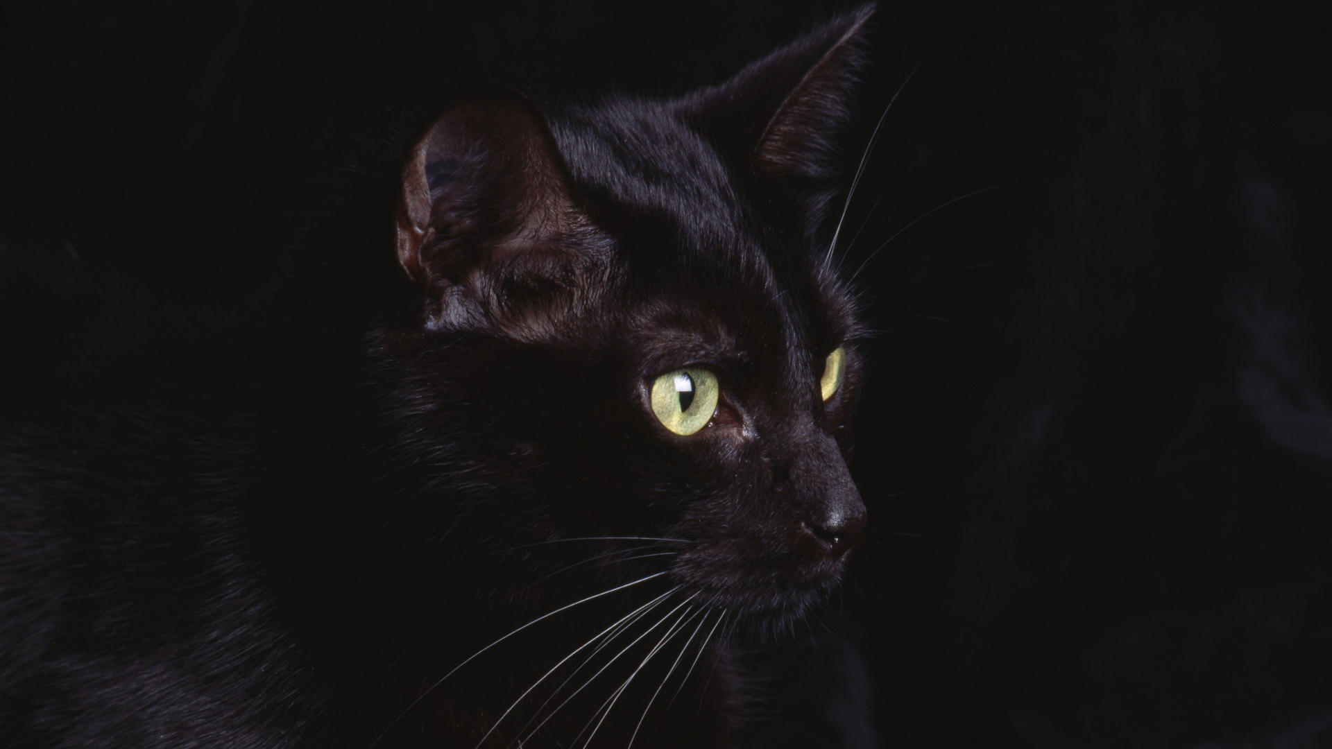Gatto nero occhi gialli, 1920x1080 Full HD, PC