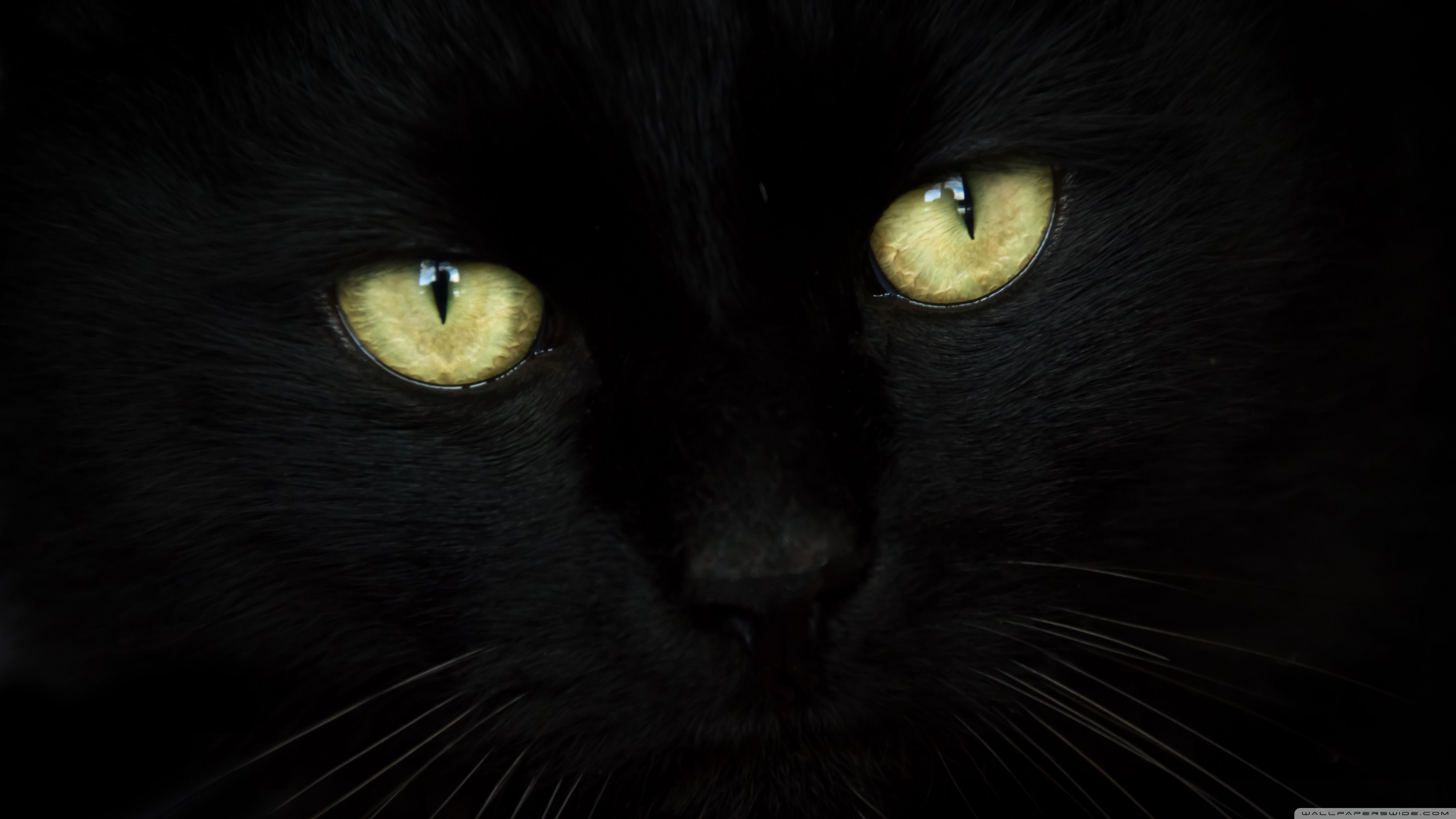 Gatto nero occhi gialli, 3554x1999 WQXGA, Desktop