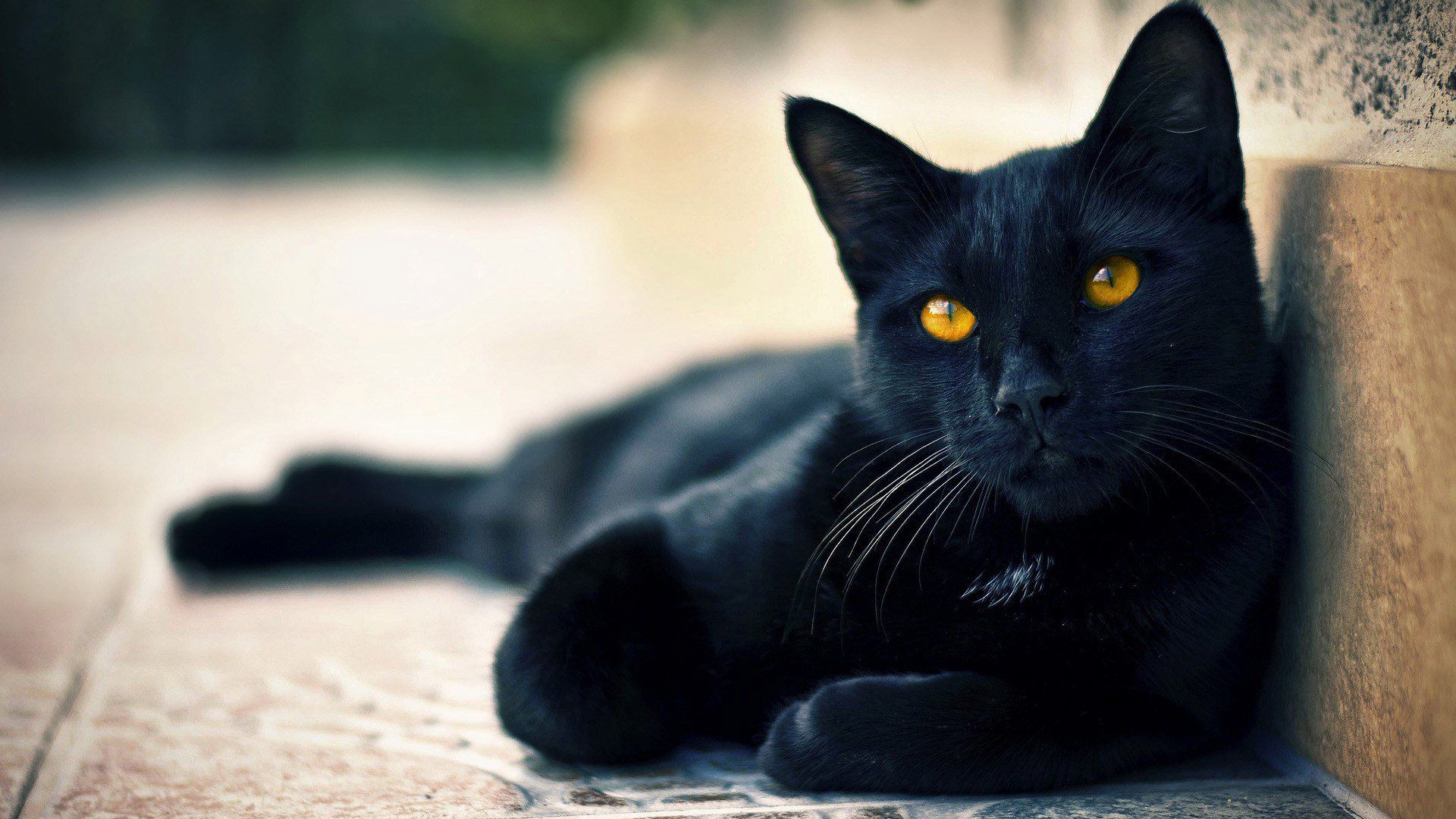 Gatto nero occhi gialli, 1920x1080 Full HD 1080p, Monitor Gaming