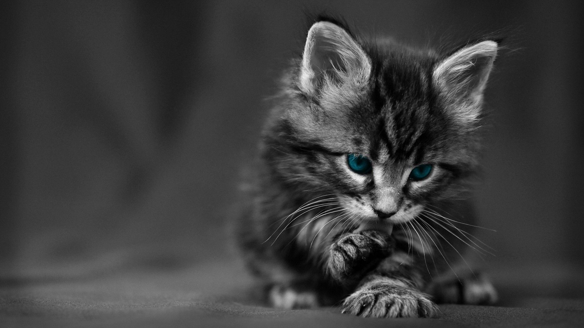 Gattino grigio occhi verdi, 1920x1080 Full HD 1080p, Desktop