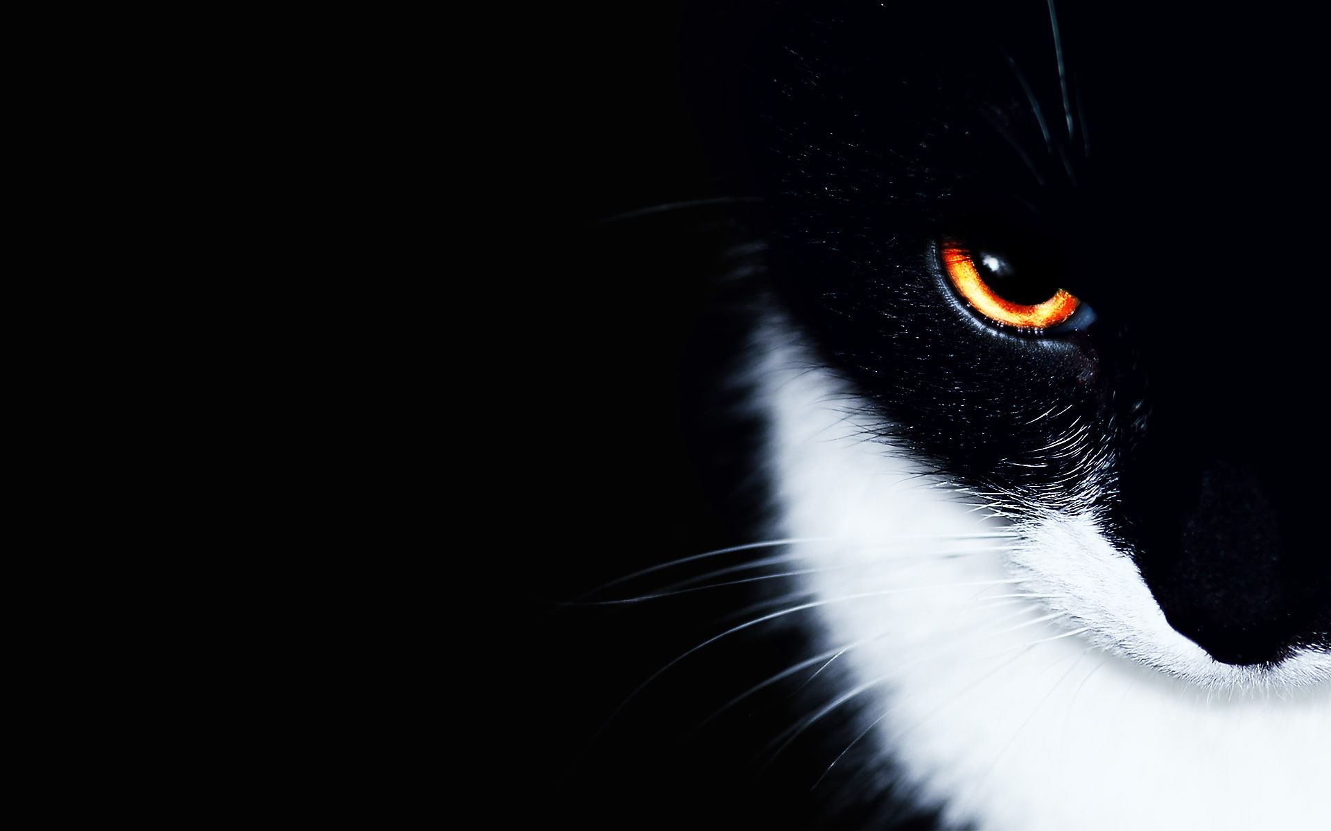 Gatto nero occhio arancione, 1920x1200 Full HD+, Monitor Gaming