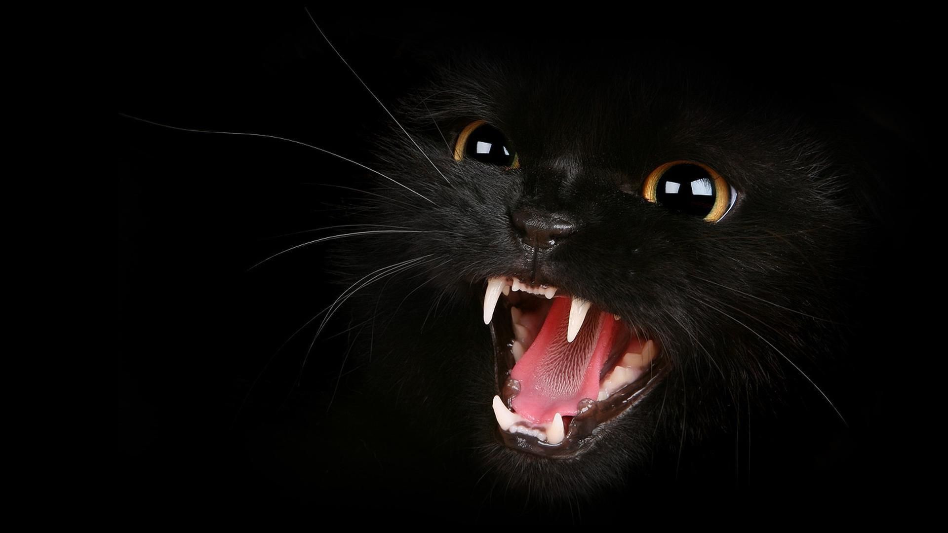 Gatto nero ringhiante primo piano, 1920x1080 Full HD 1080p, PC Desktop