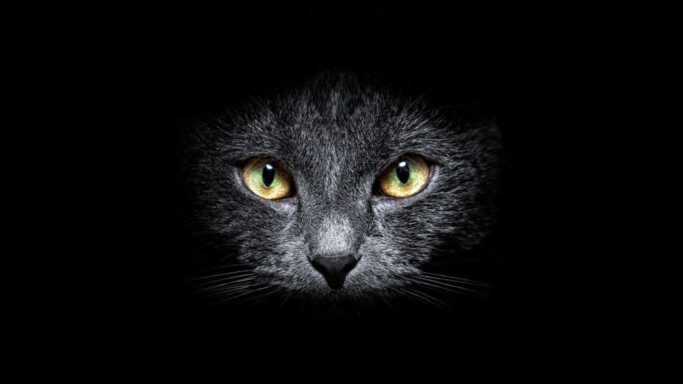 Gatto nero occhi gialli, 1366x768 720p, Monitor Gaming