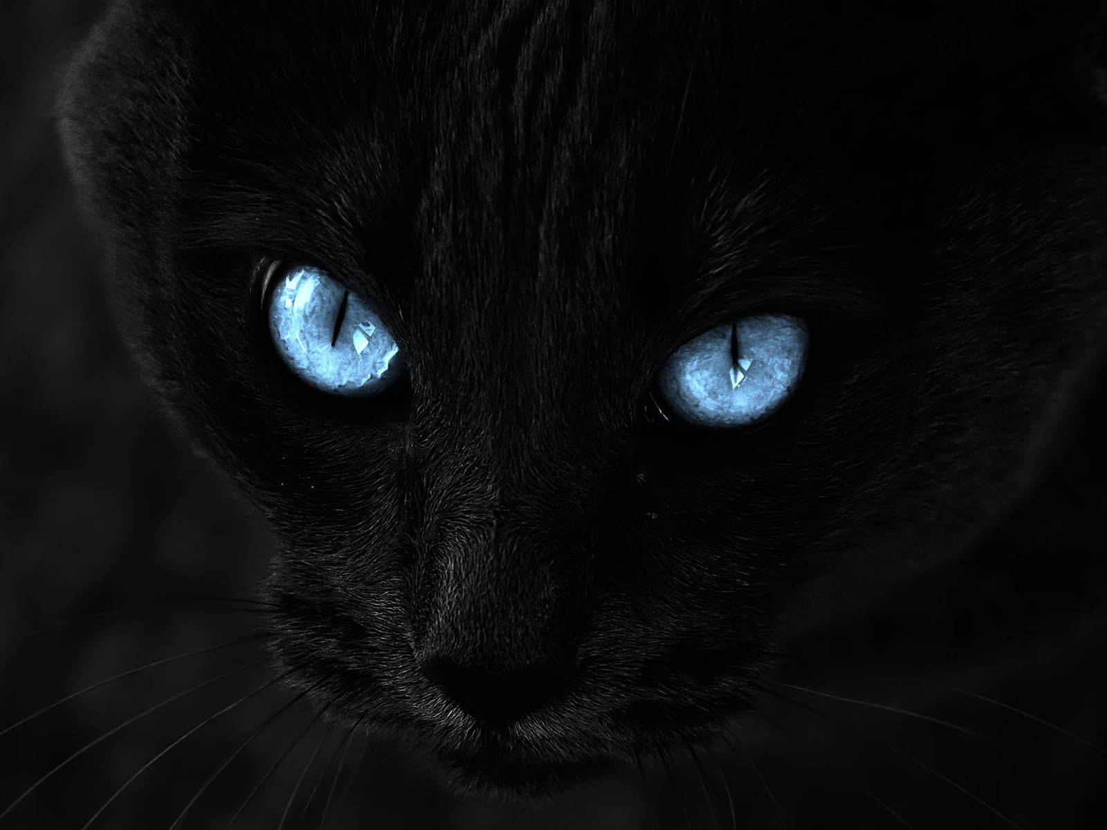 Gatto nero occhi azzurri, 1600x1200 HD Ready, PC Desktop